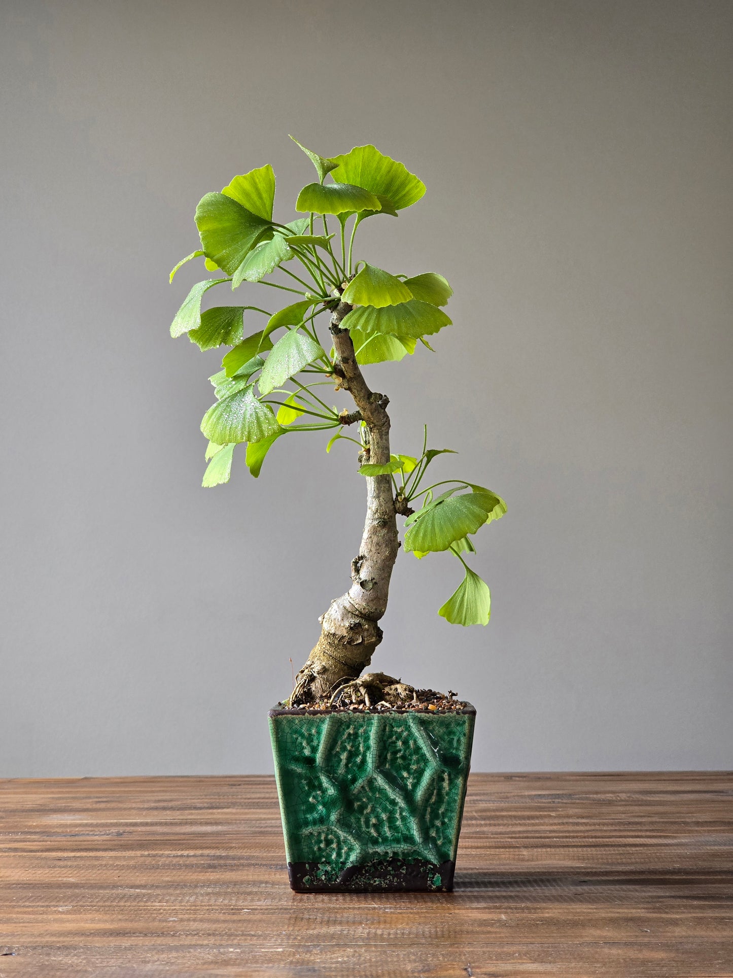 Gingko Biloba Autumn Gold