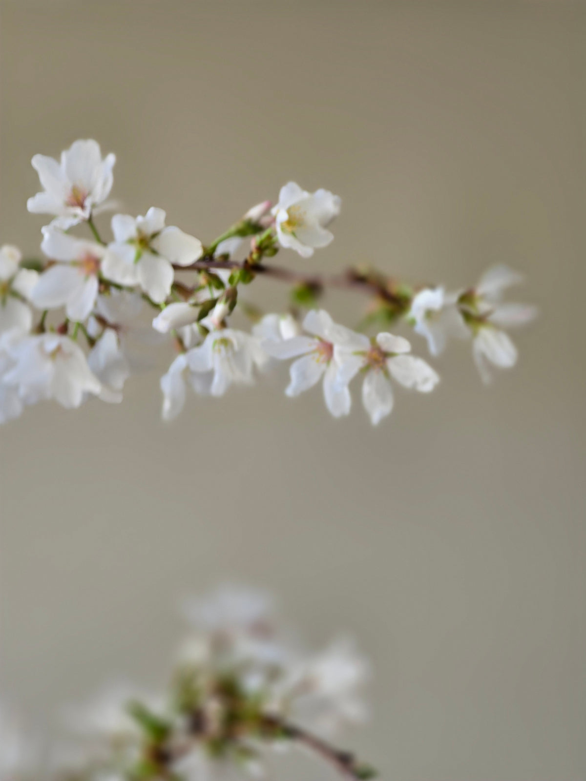 ‘Falling Snow’ Weeping Cherry Blossom Bonsai