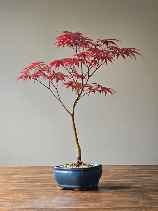Japanese Maple
