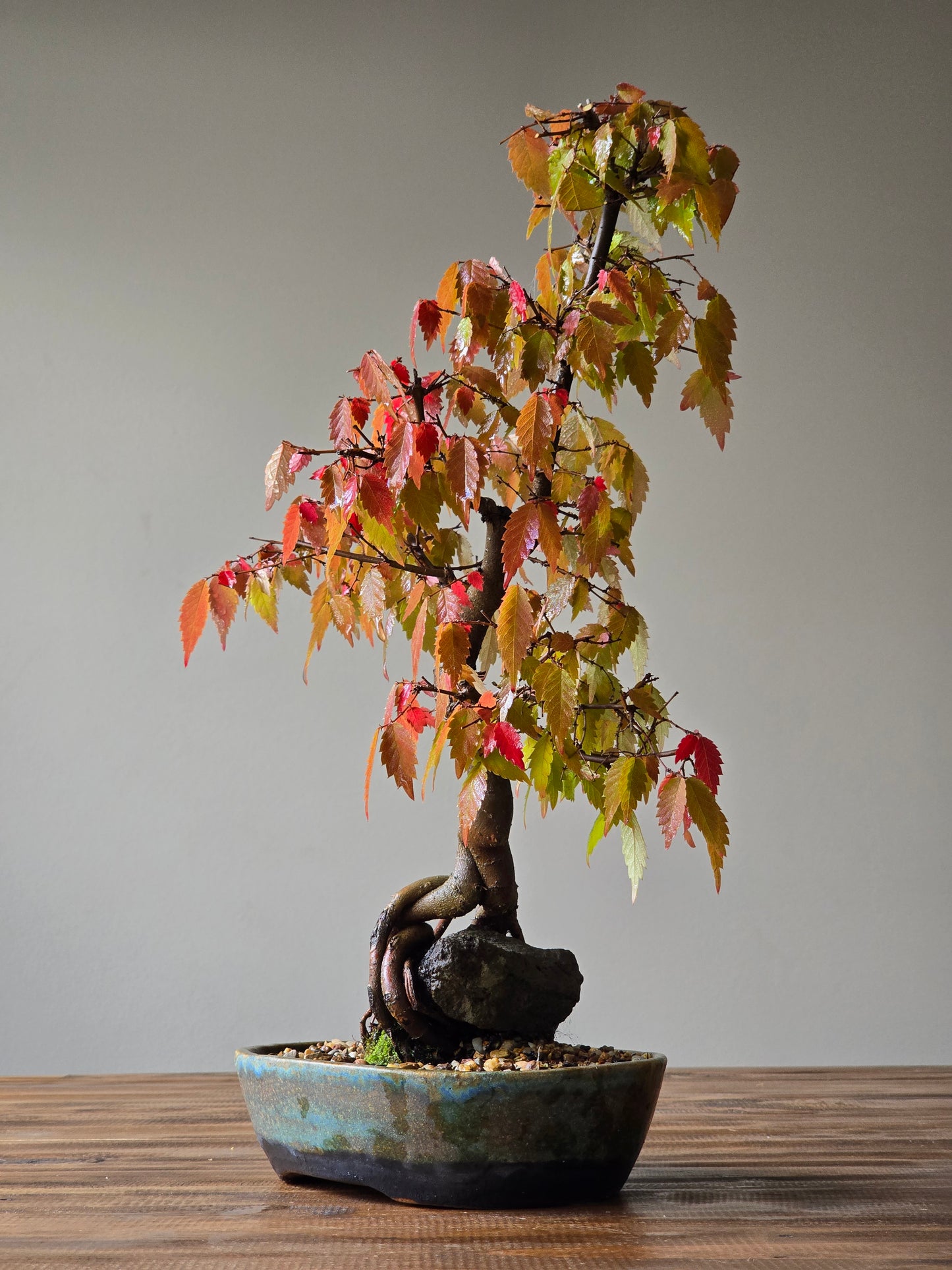 Root-Over-Rock Japanese Elm Bonsai, handmade pot