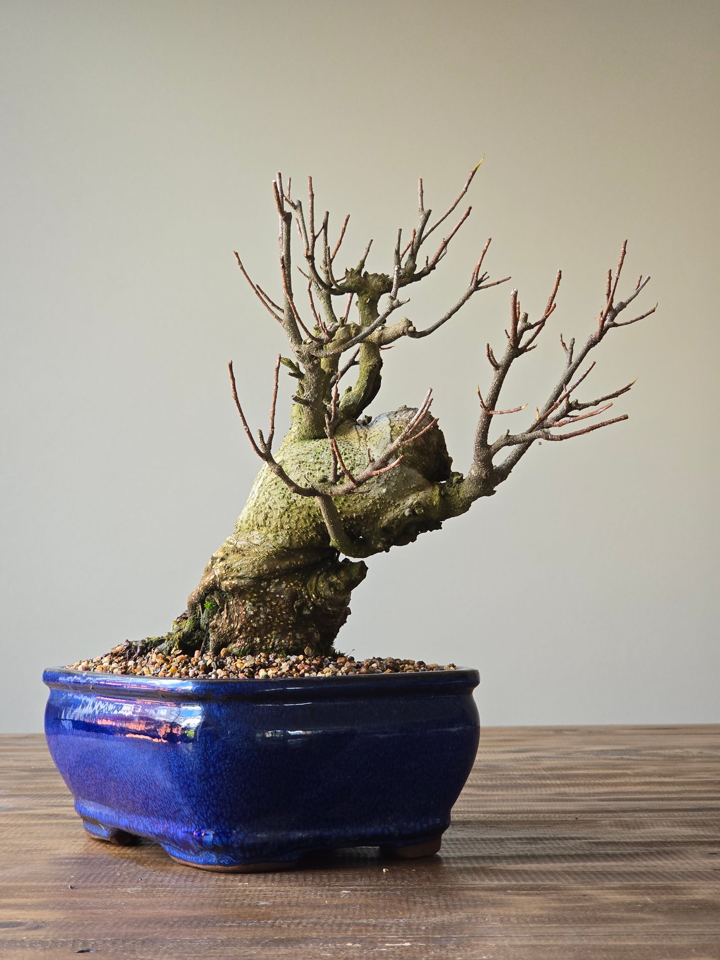 Advanced Tiger Bark Ficus (Rare)