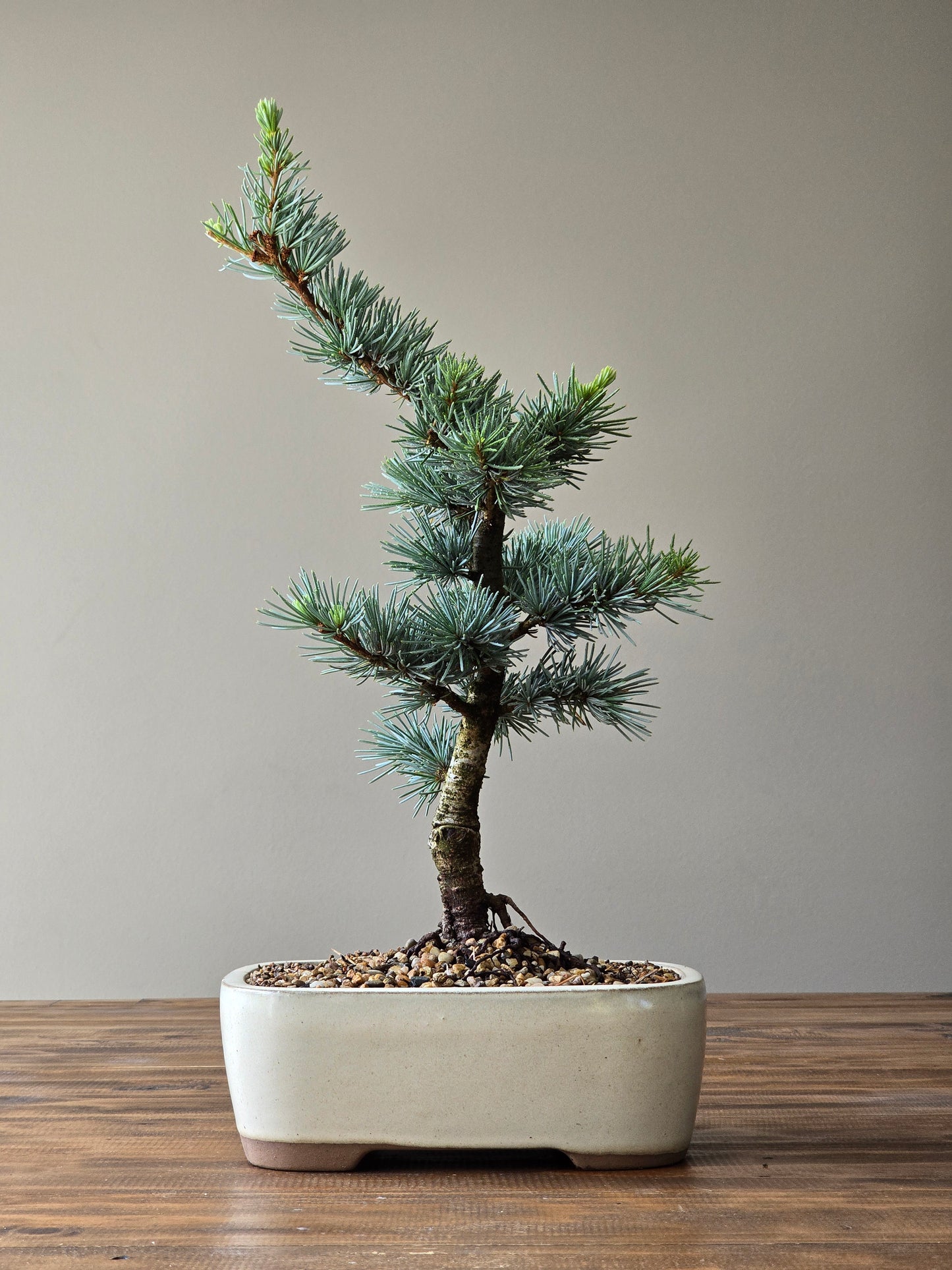 Large Atlantic Blue Cedar Bonsai