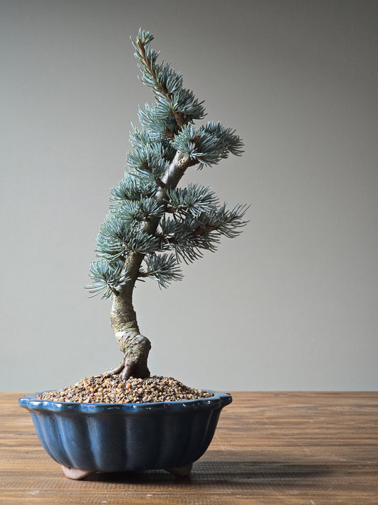 Atlantic Blue Cedar Bonsai