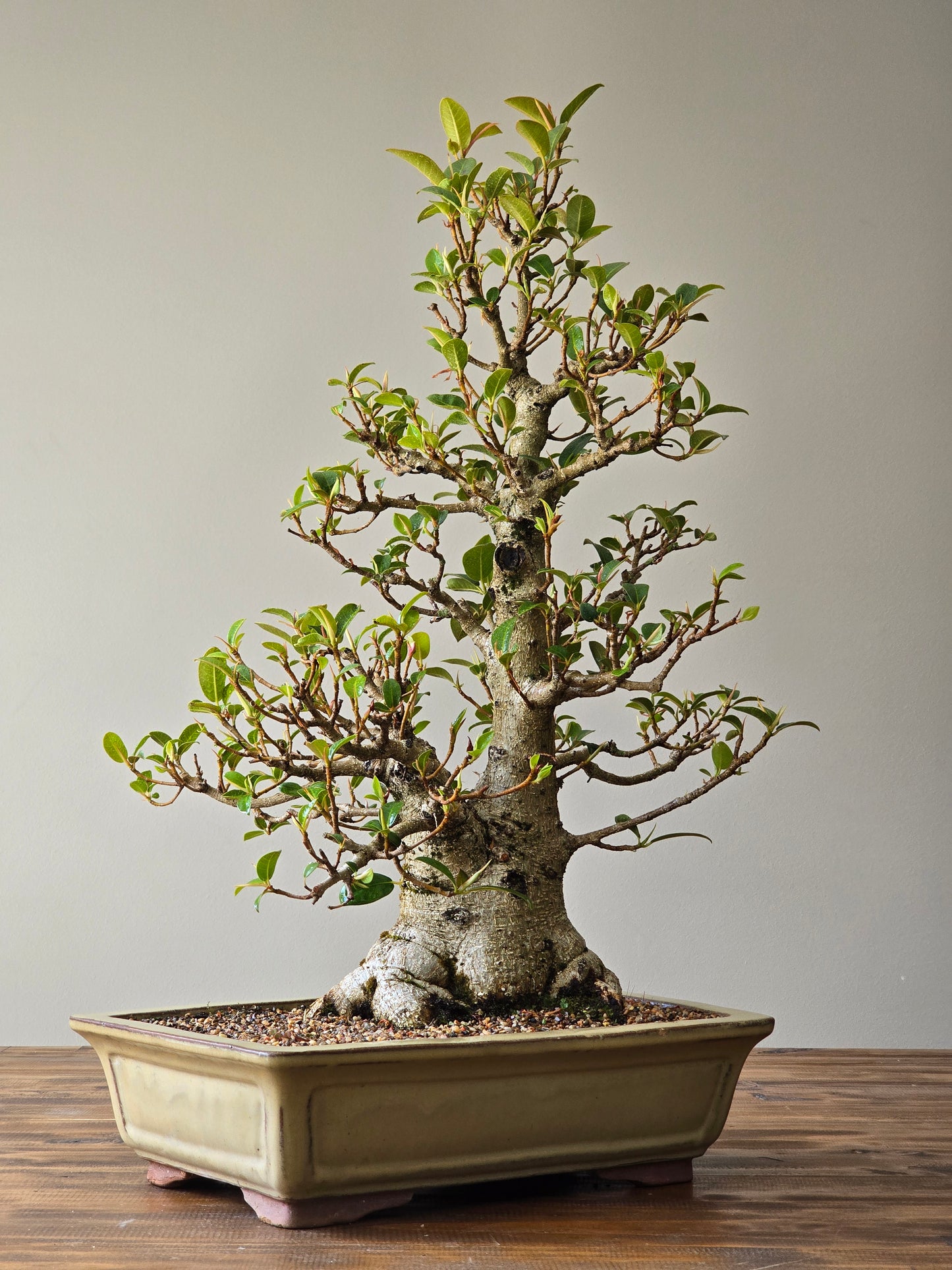 Advanced Ficus Rubiginosa (Port Jackson Fig) Lay-by Available
