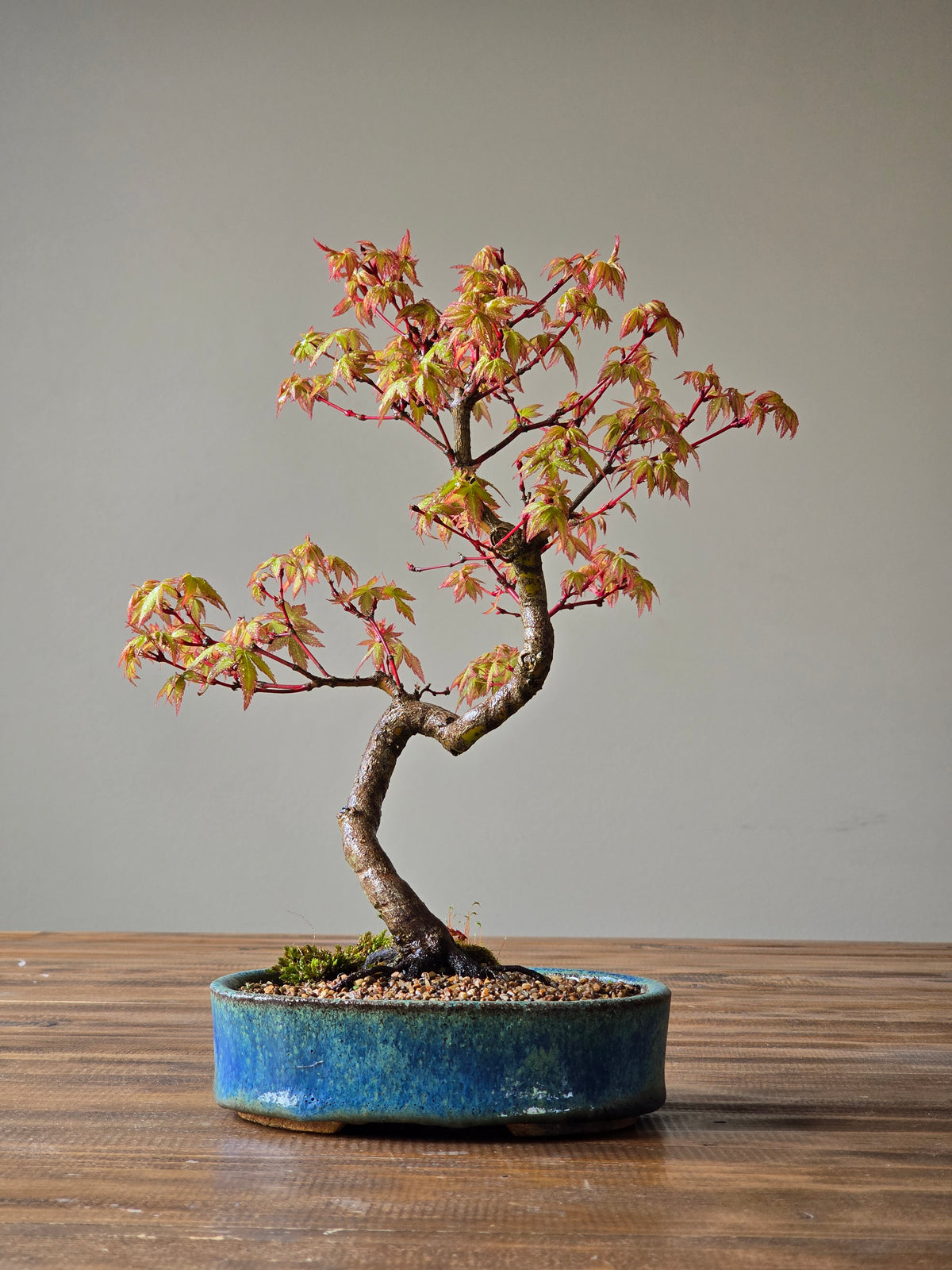 Coral Bark Japanese Maple with handmade pot