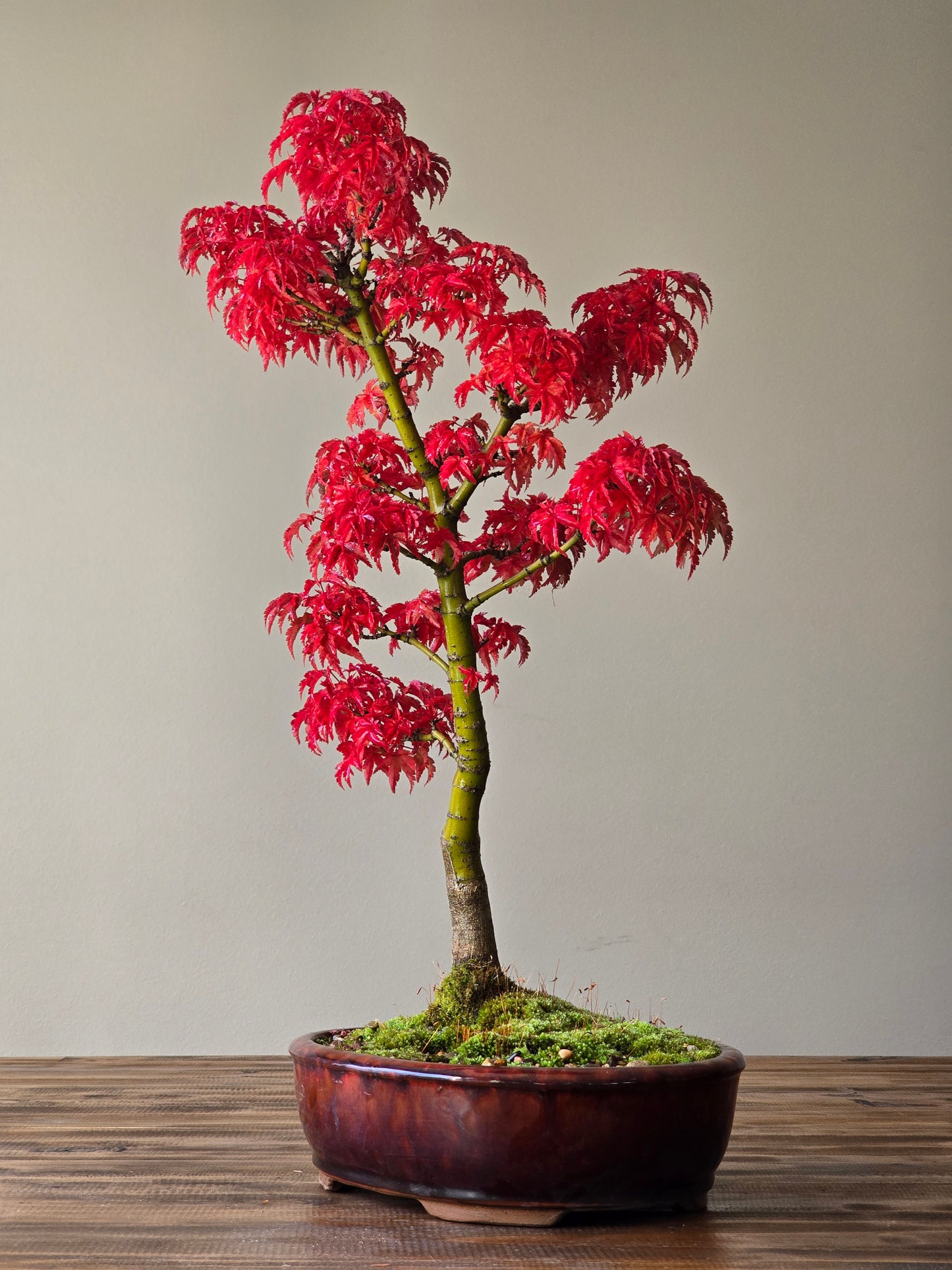 Shishigashira Japanese Maple