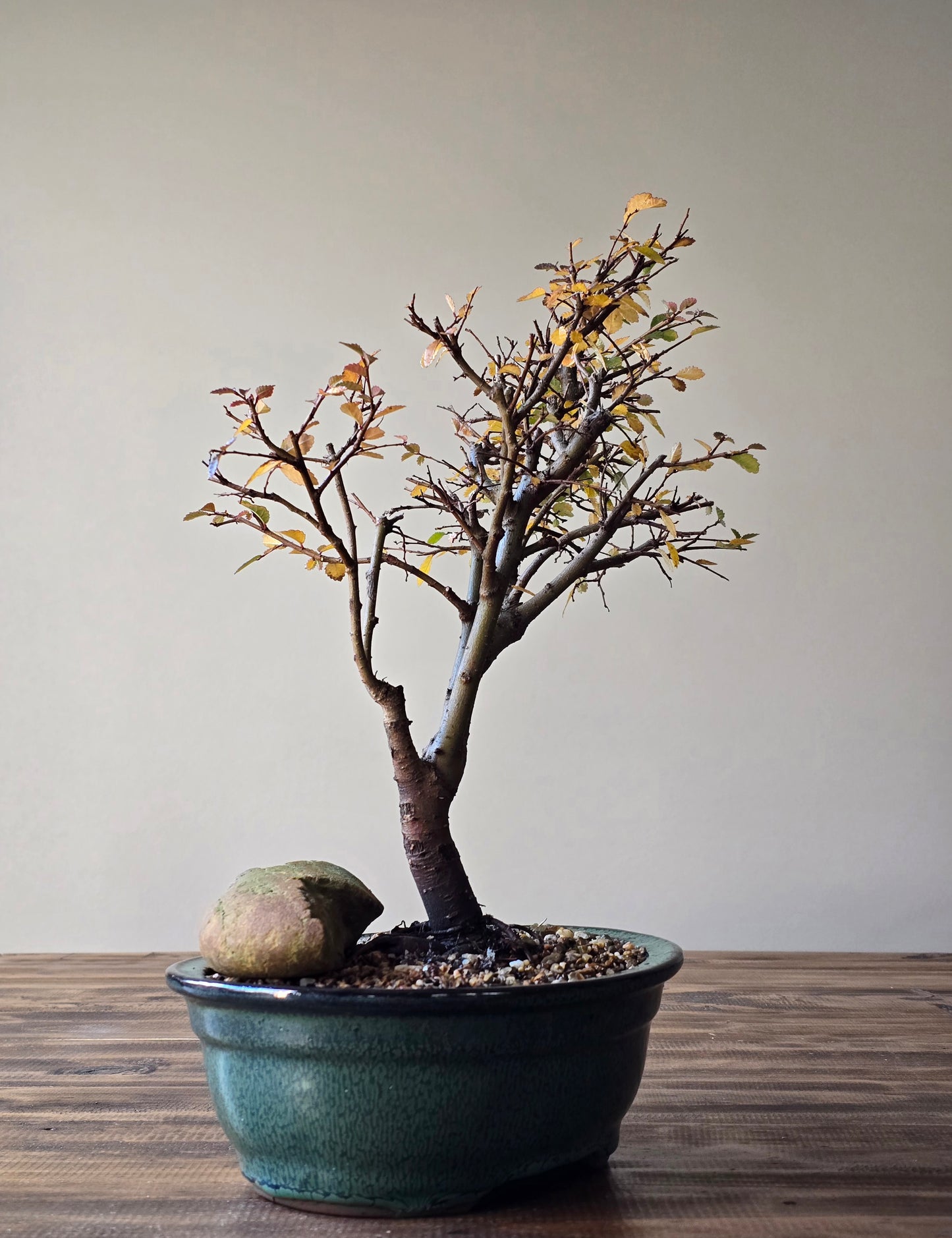 Large Chinese Elm Bonsai #01