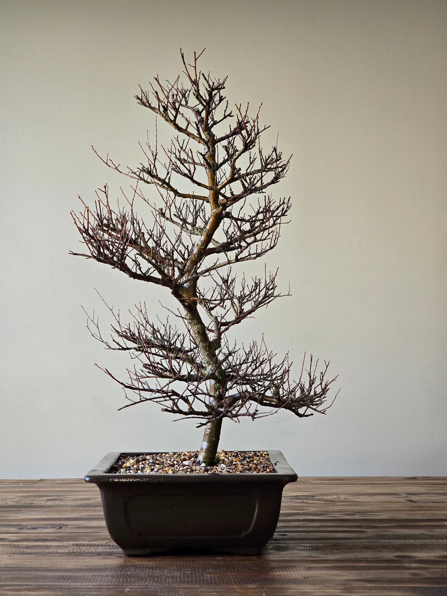 Large Chinese Elm Bonsai