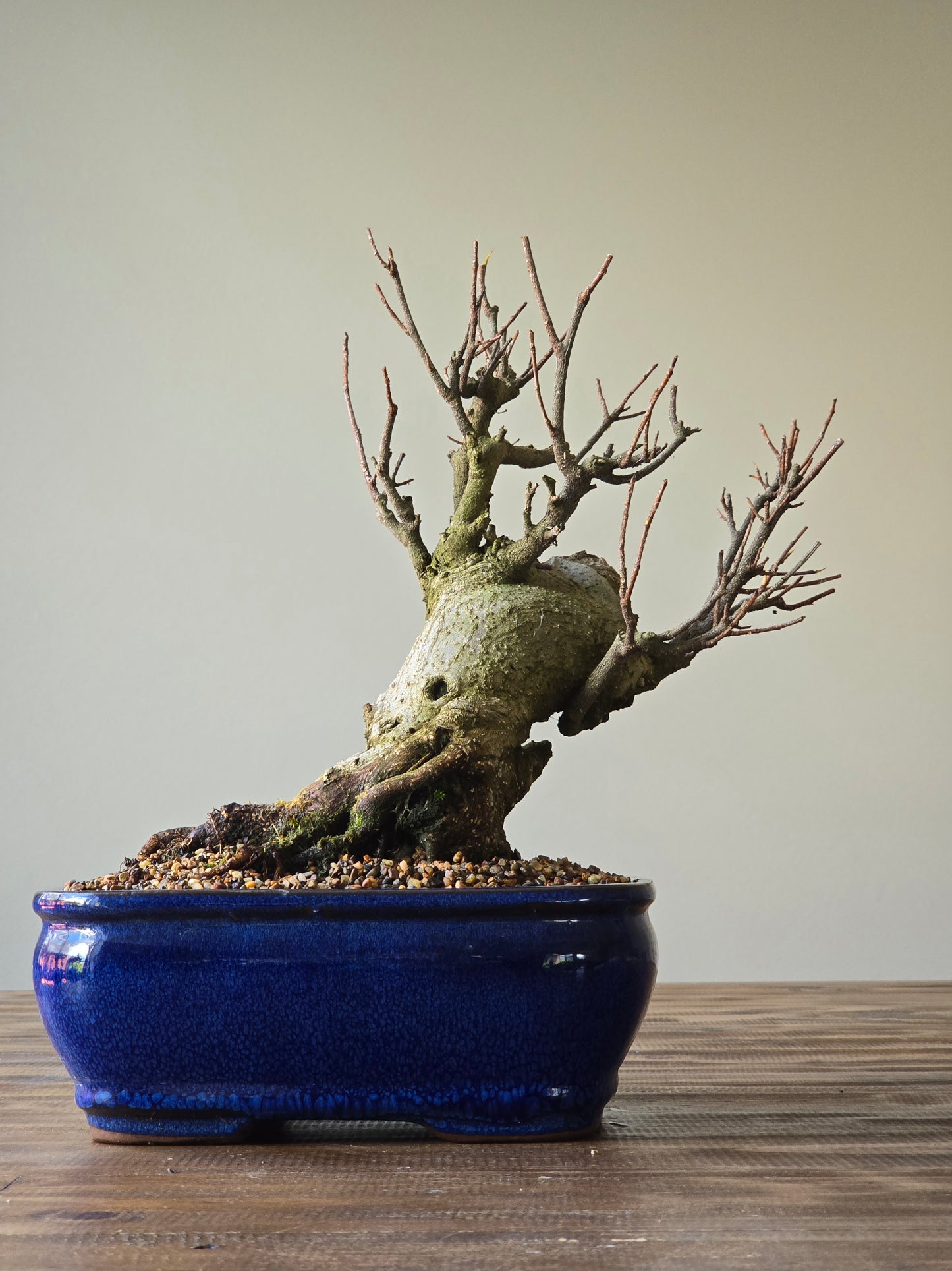 Advanced Tiger Bark Ficus (Rare)