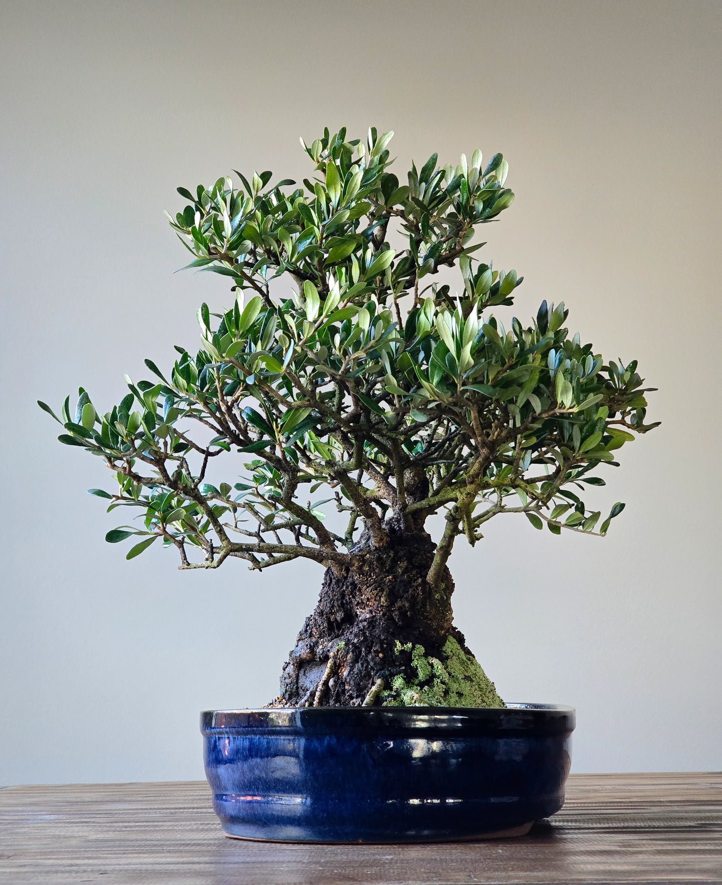 Olive Bonsai (Lay-by available)