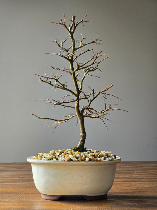 Chinese Elm Bonsai #05