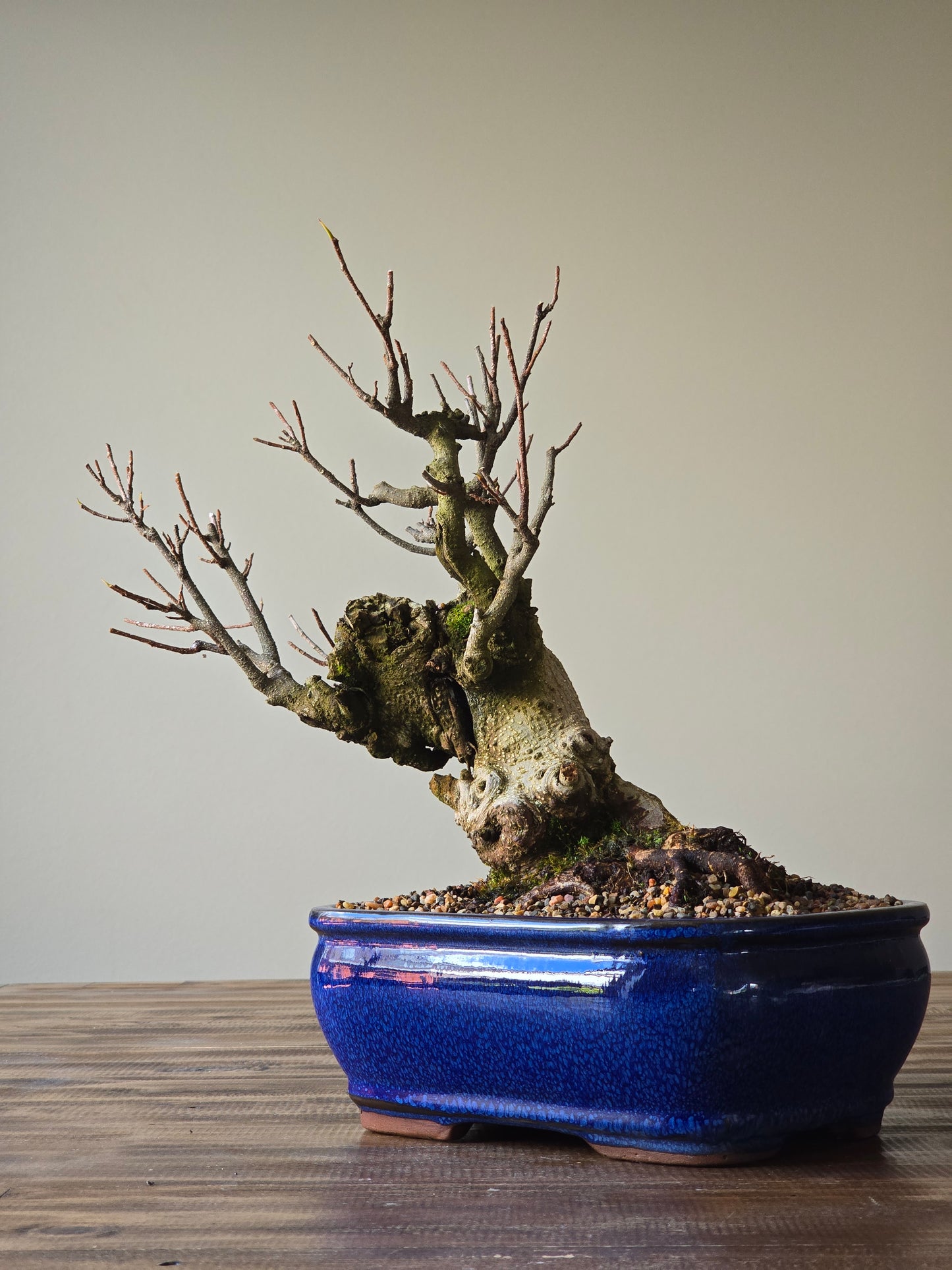 Advanced Tiger Bark Ficus (Rare)