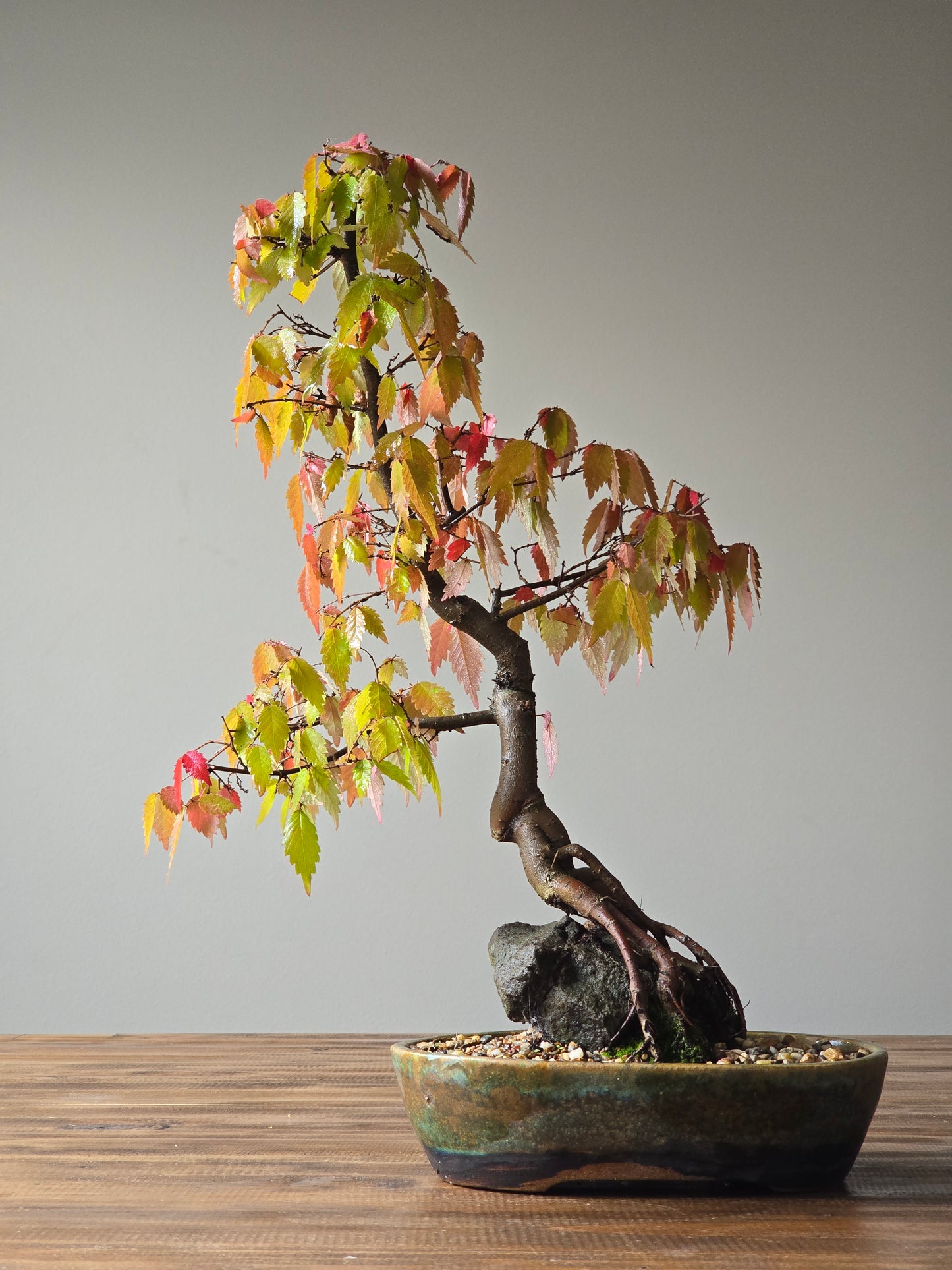 Root-Over-Rock Japanese Elm Bonsai, handmade pot