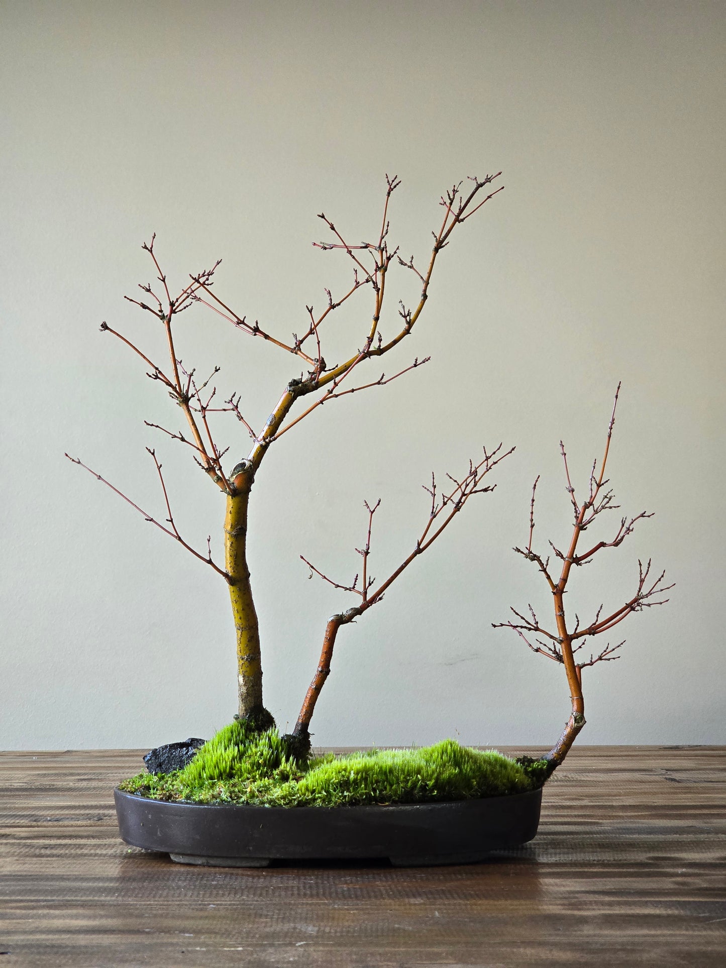Japanese Maple Bonsai