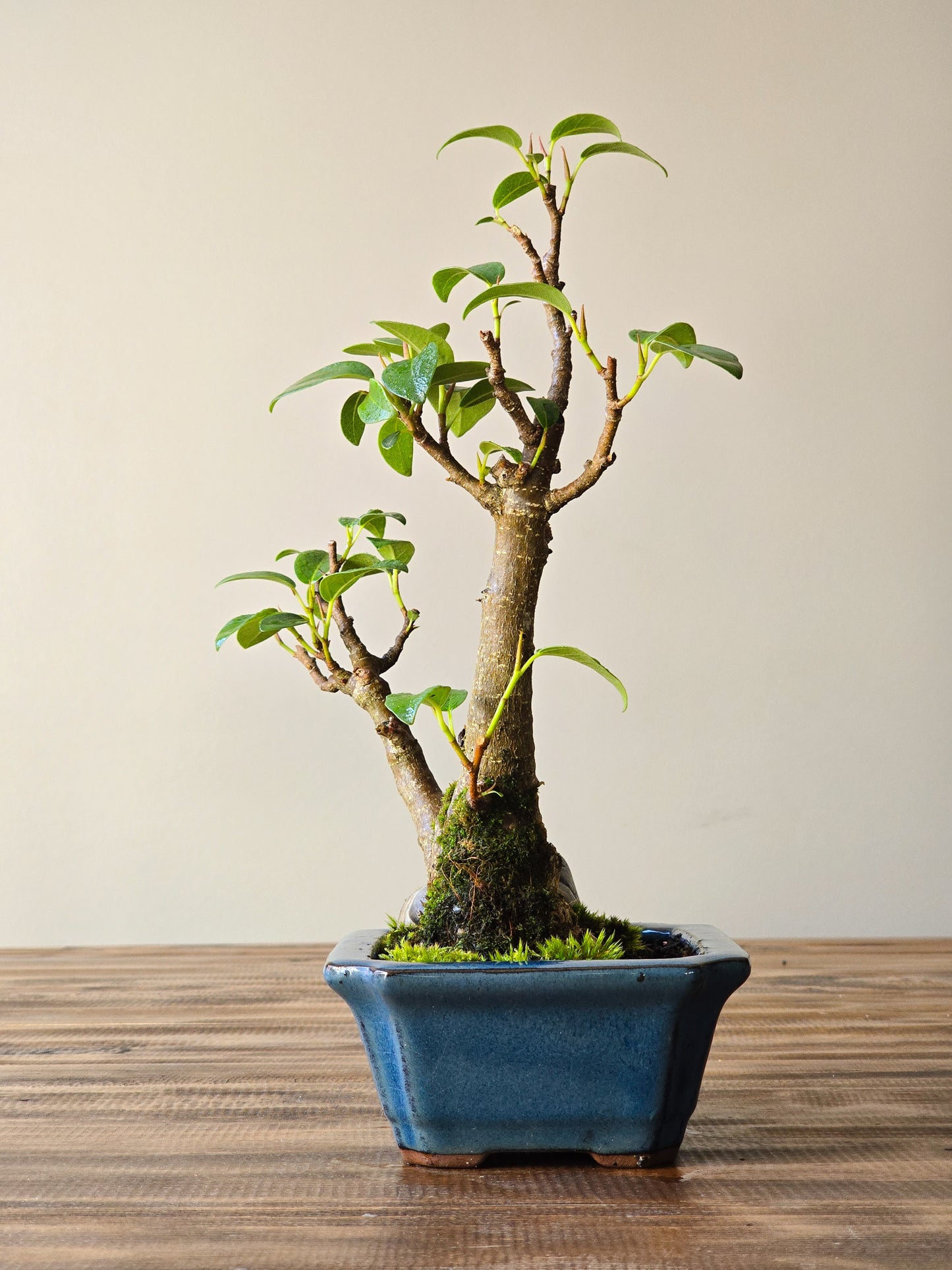 Ficus Rubiginosa (Port Jackson Fig)  Bonsai