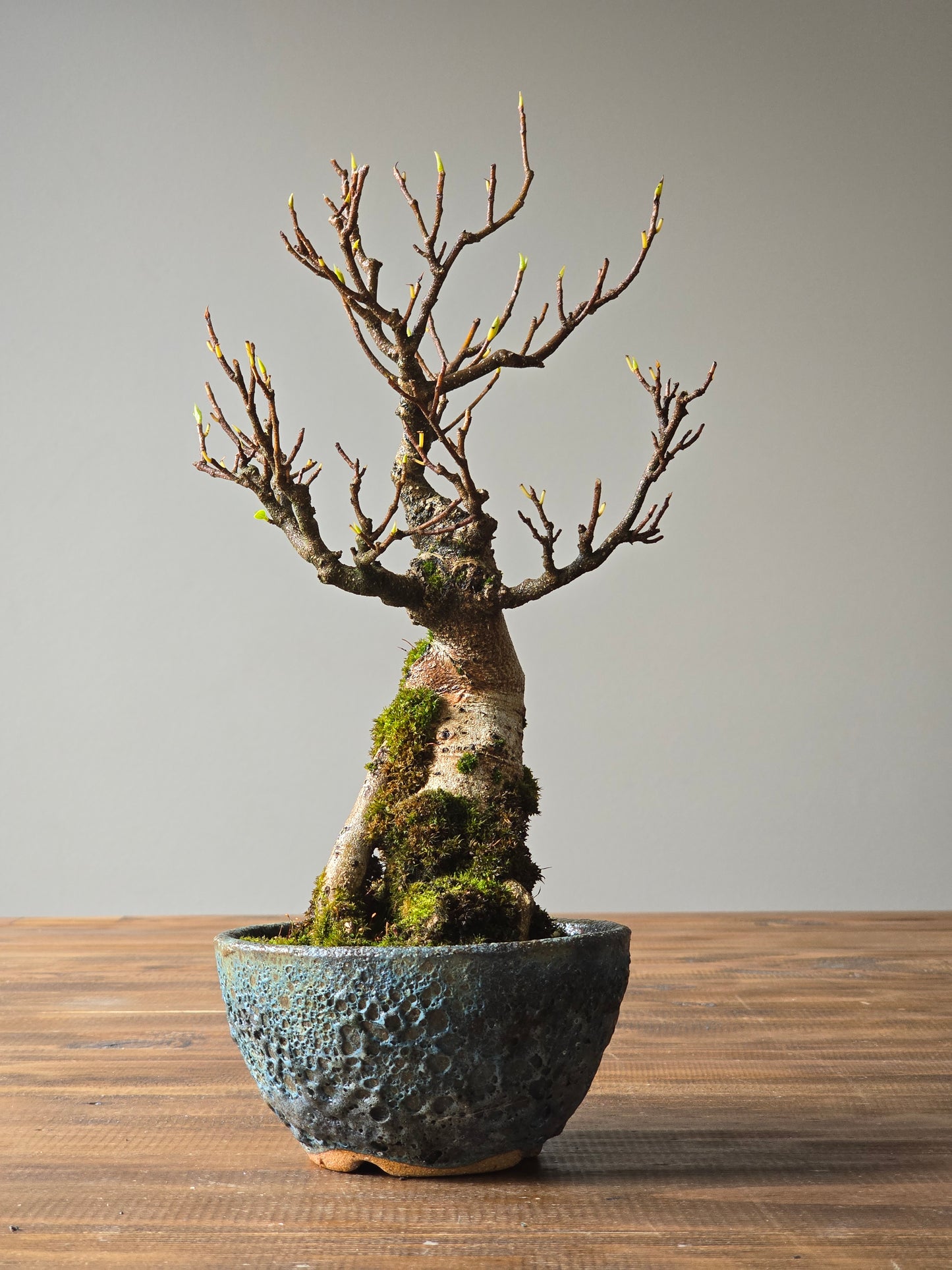 Advanced Ficus Rubiginosa (Port Jackson Fig) Bonsai in handmade pot