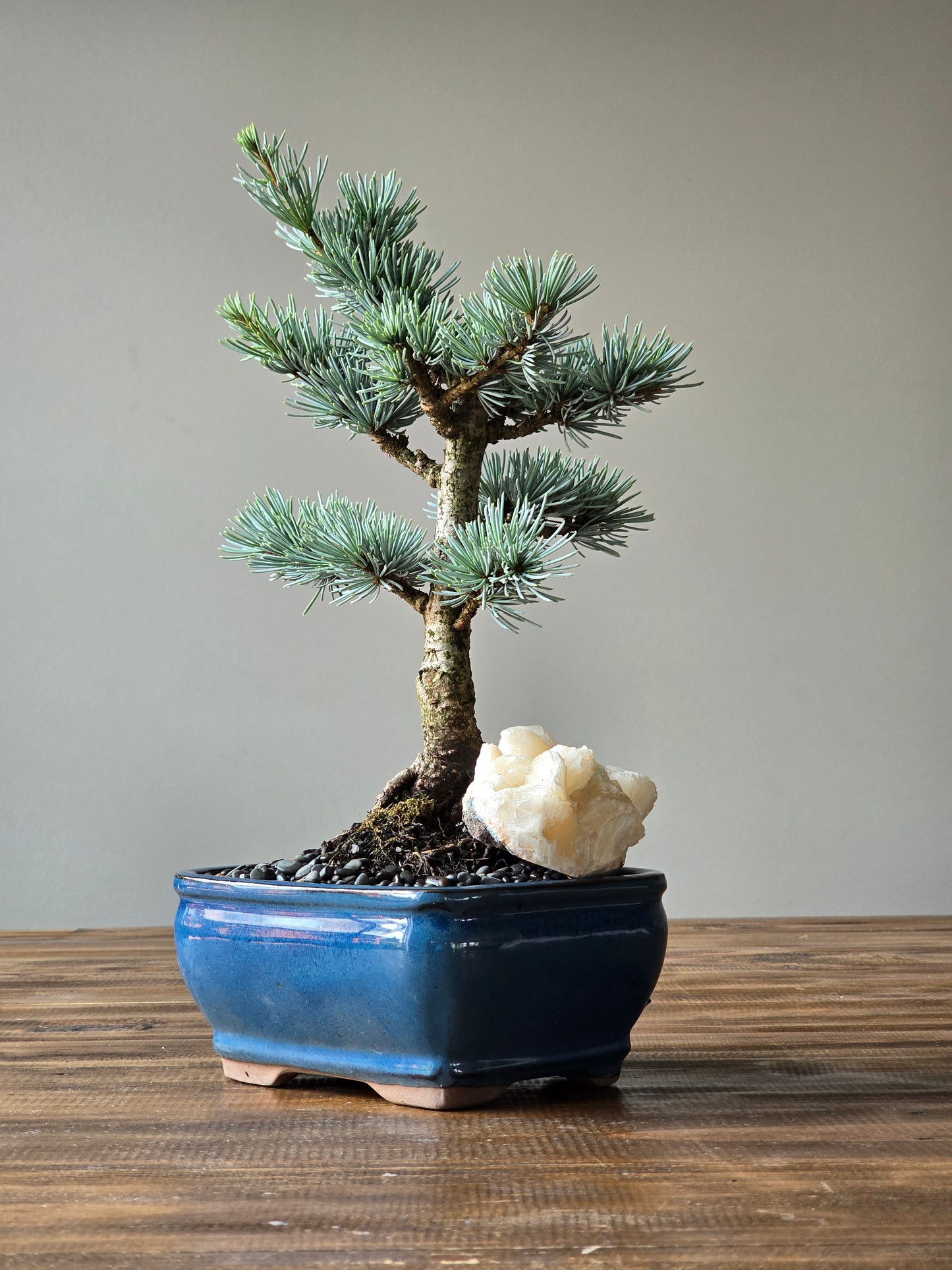 Atlantic Blue Cedar Bonsai
