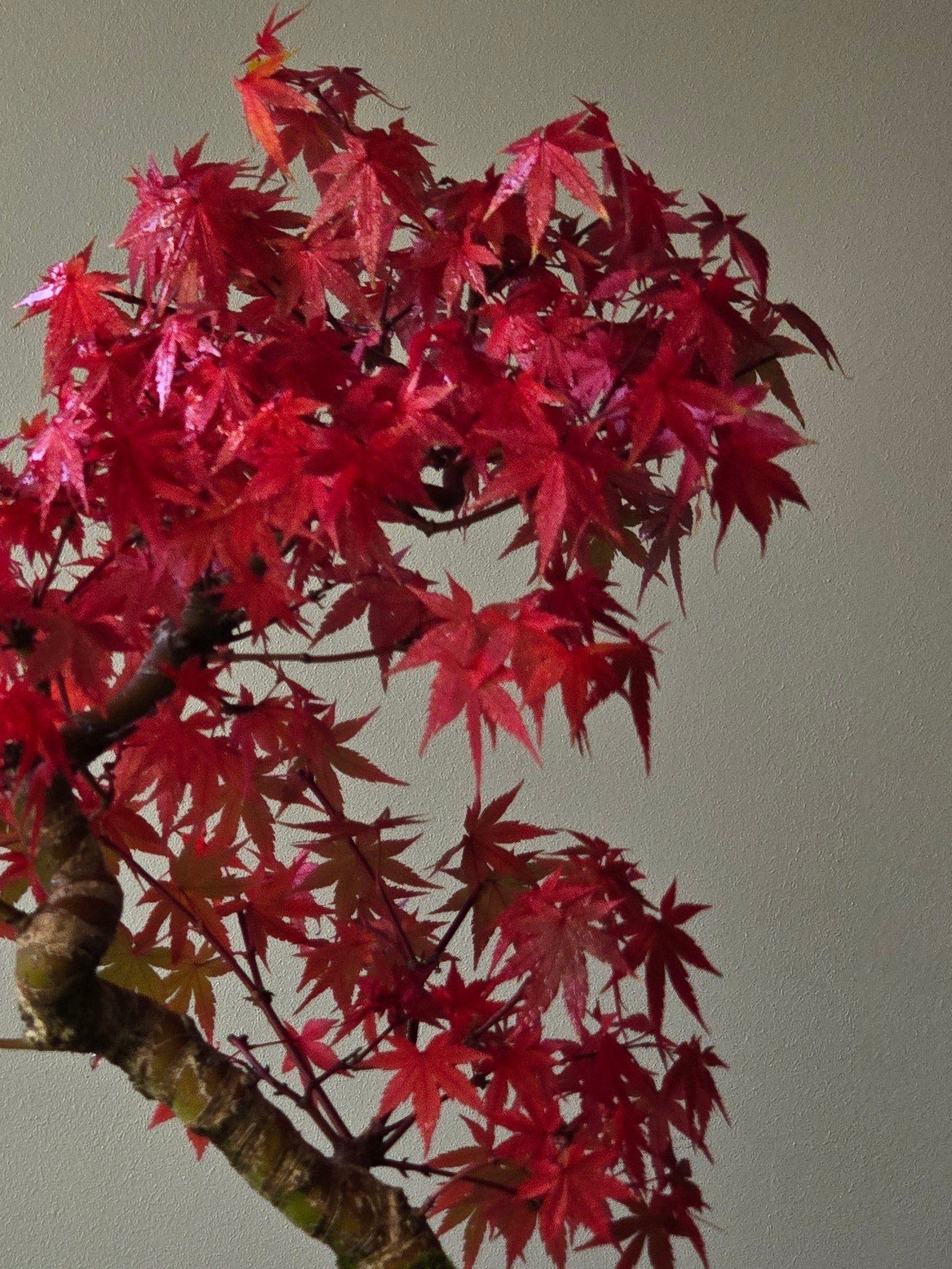 Advanced Japanese Maple Bonsai, Purple Shallow Pot (Lay-by Available ...