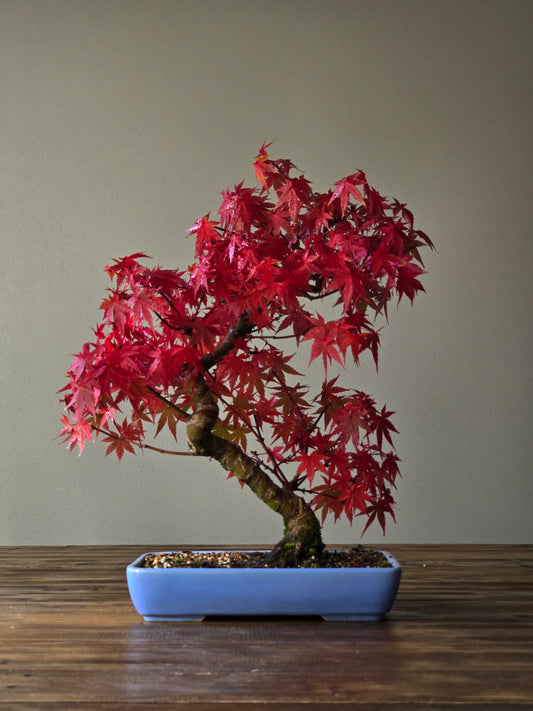Advanced Japanese Maple Bonsai, Purple Shallow Pot (Lay-by Available)