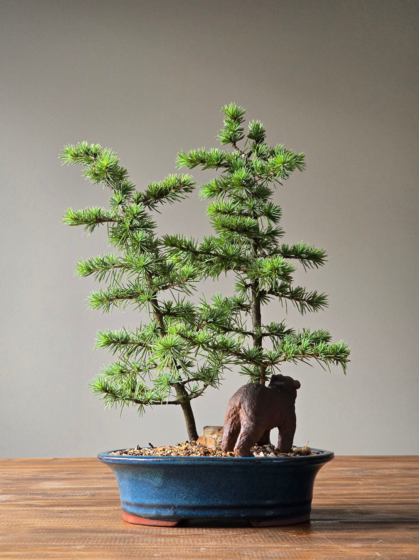 Cedar Bonsai with Bear figurine, Atlas Cedar