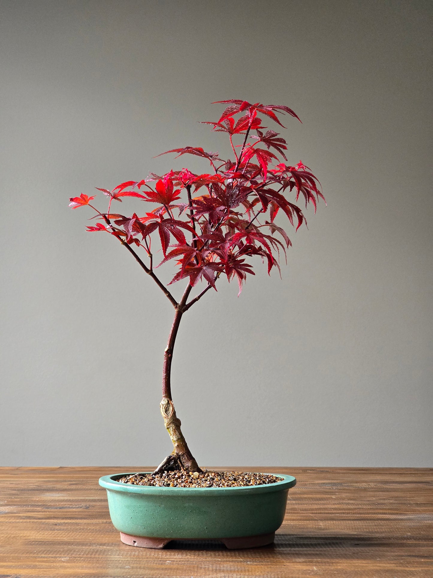 Skeeter's Broom Japanese Maple Bonsai