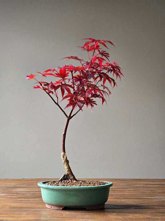 Skeeter's Broom Japanese Maple Bonsai