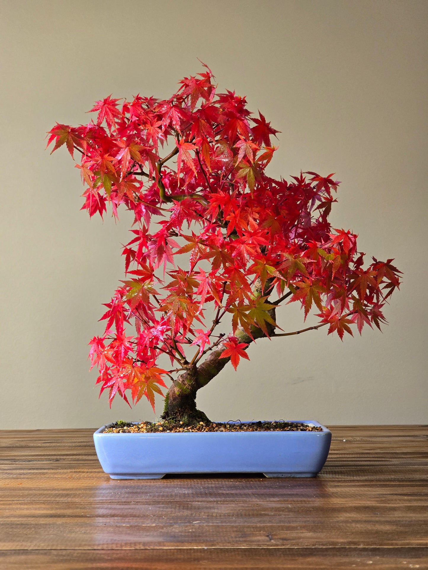 Advanced Japanese Maple Bonsai, Purple Shallow Pot (Lay-by Available)