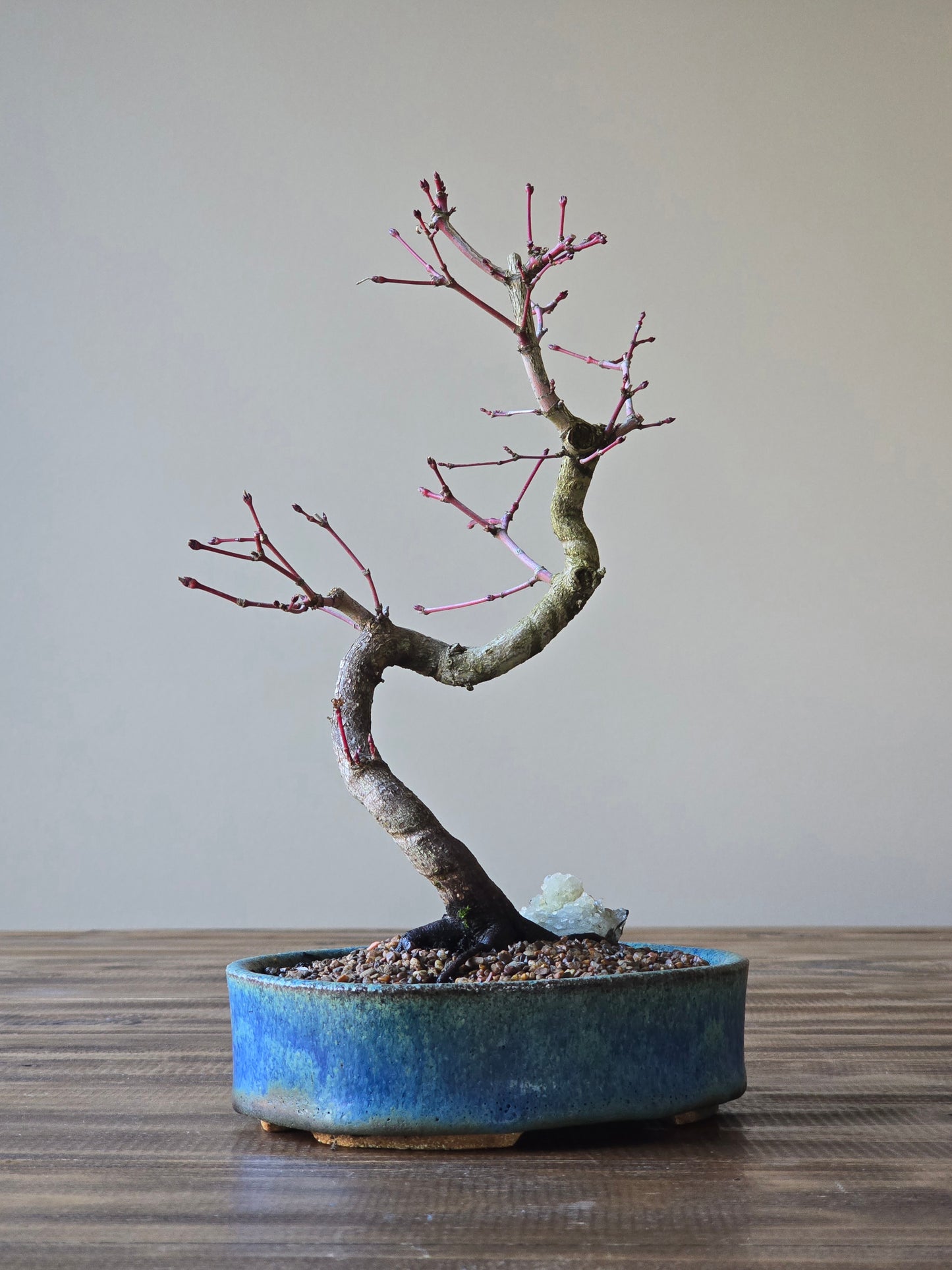 Coral Bark Japanese Maple with handmade pot