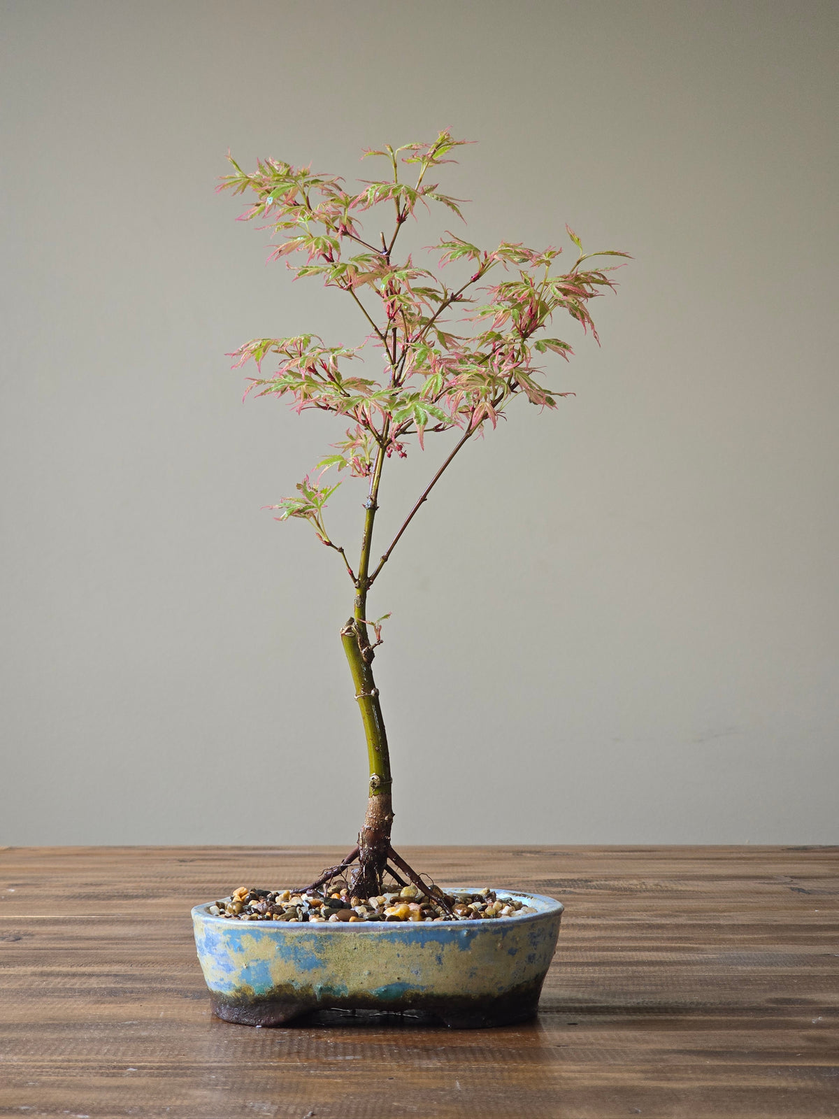 Butterfly Japanese Maple with handmade pot