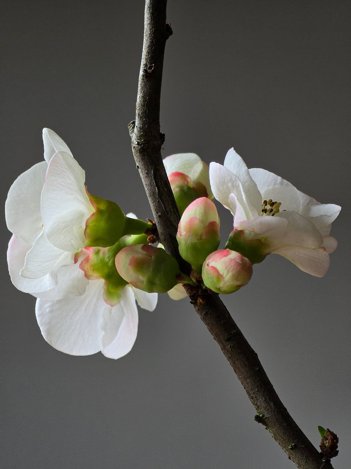 Quince Bonsai