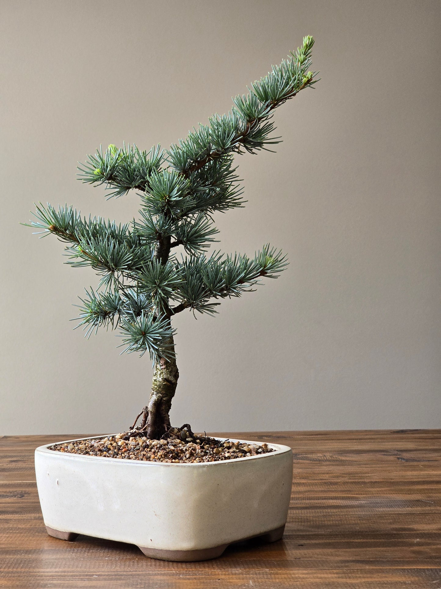 Large Atlantic Blue Cedar Bonsai