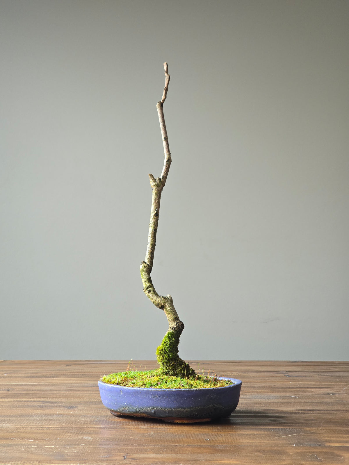 Jacaranda Bonsai with handmade pot