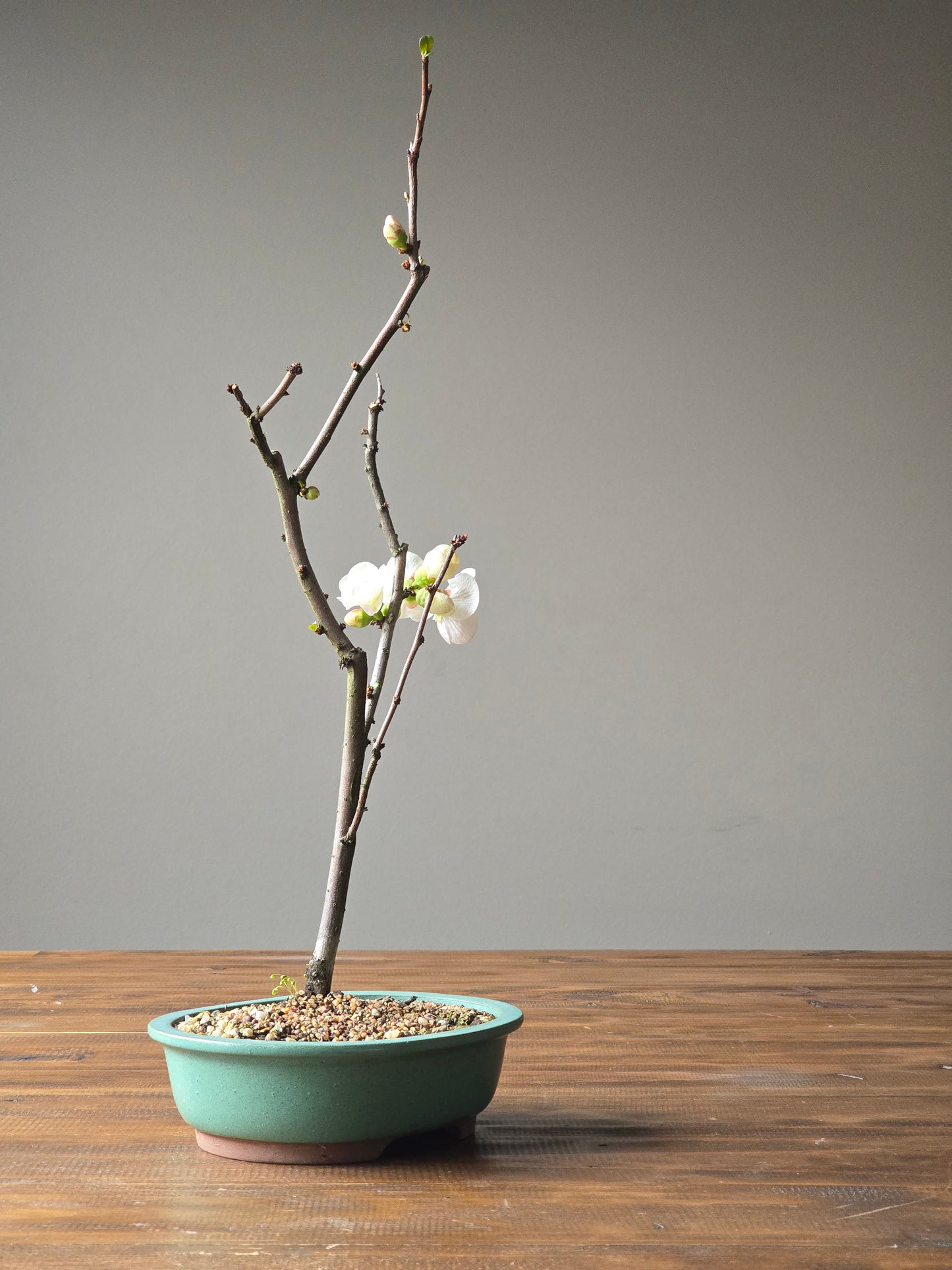 Quince Bonsai