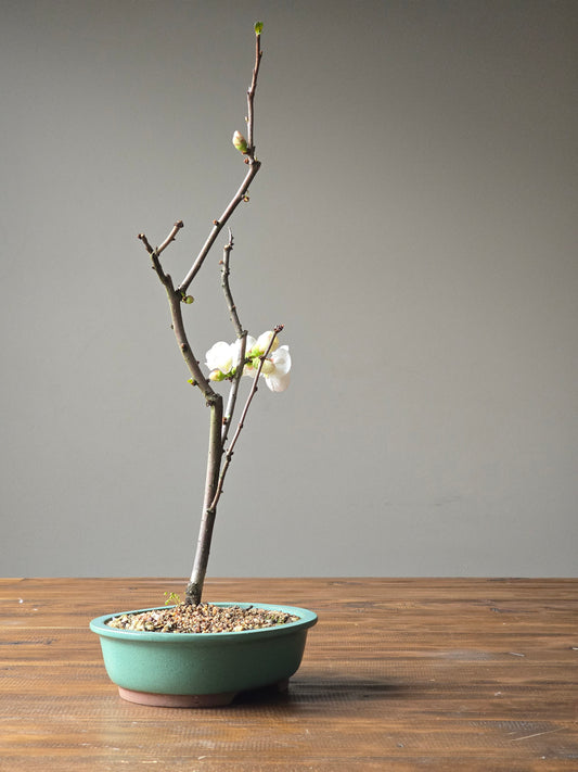 Quince Bonsai
