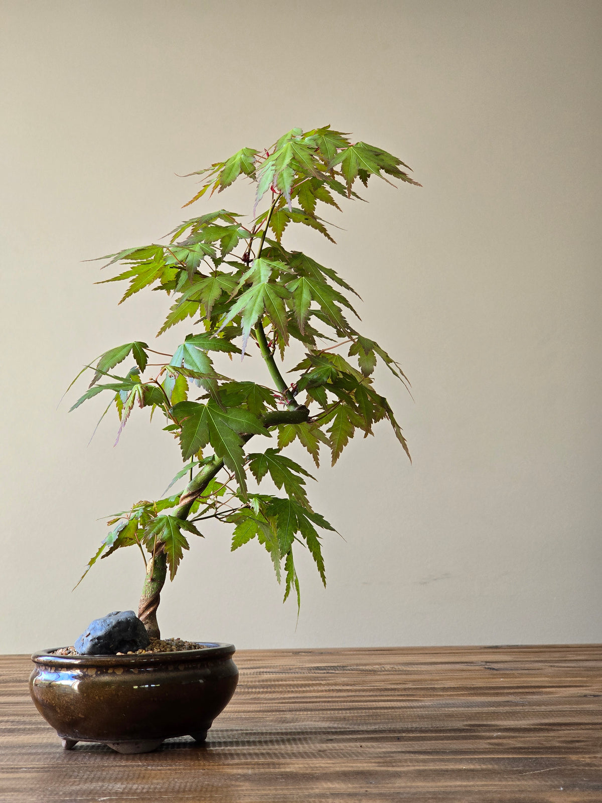 Japanese Maple Bonsai
