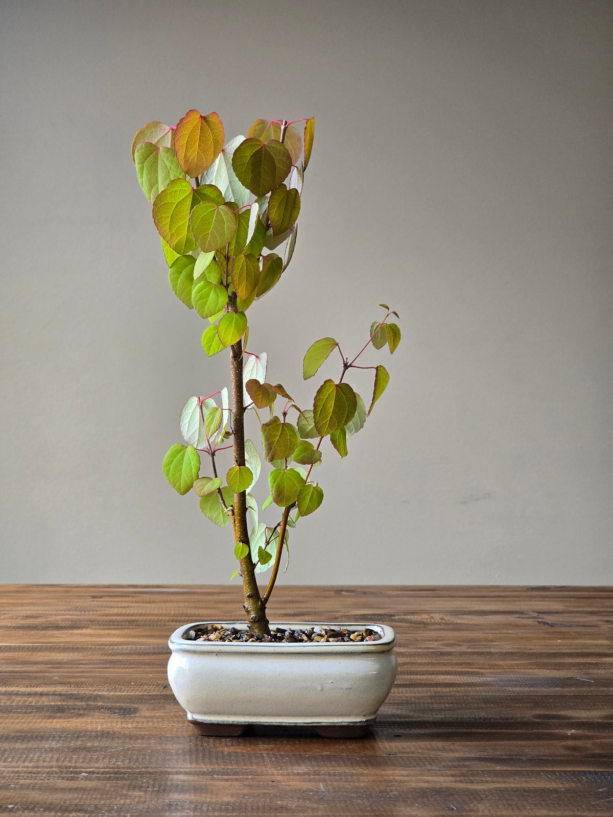 Katsura Bonsai