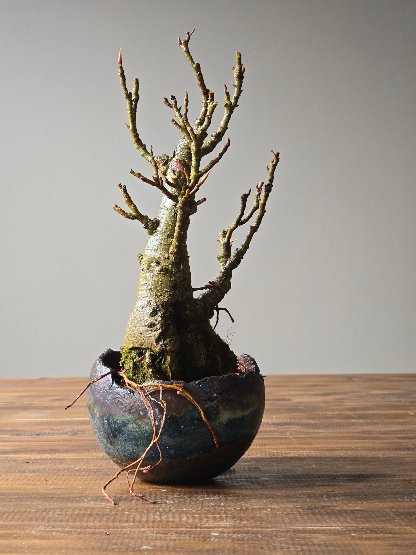 Advanced Ficus Rubiginosa (Port Jackson Fig) Bonsai in handmade pot