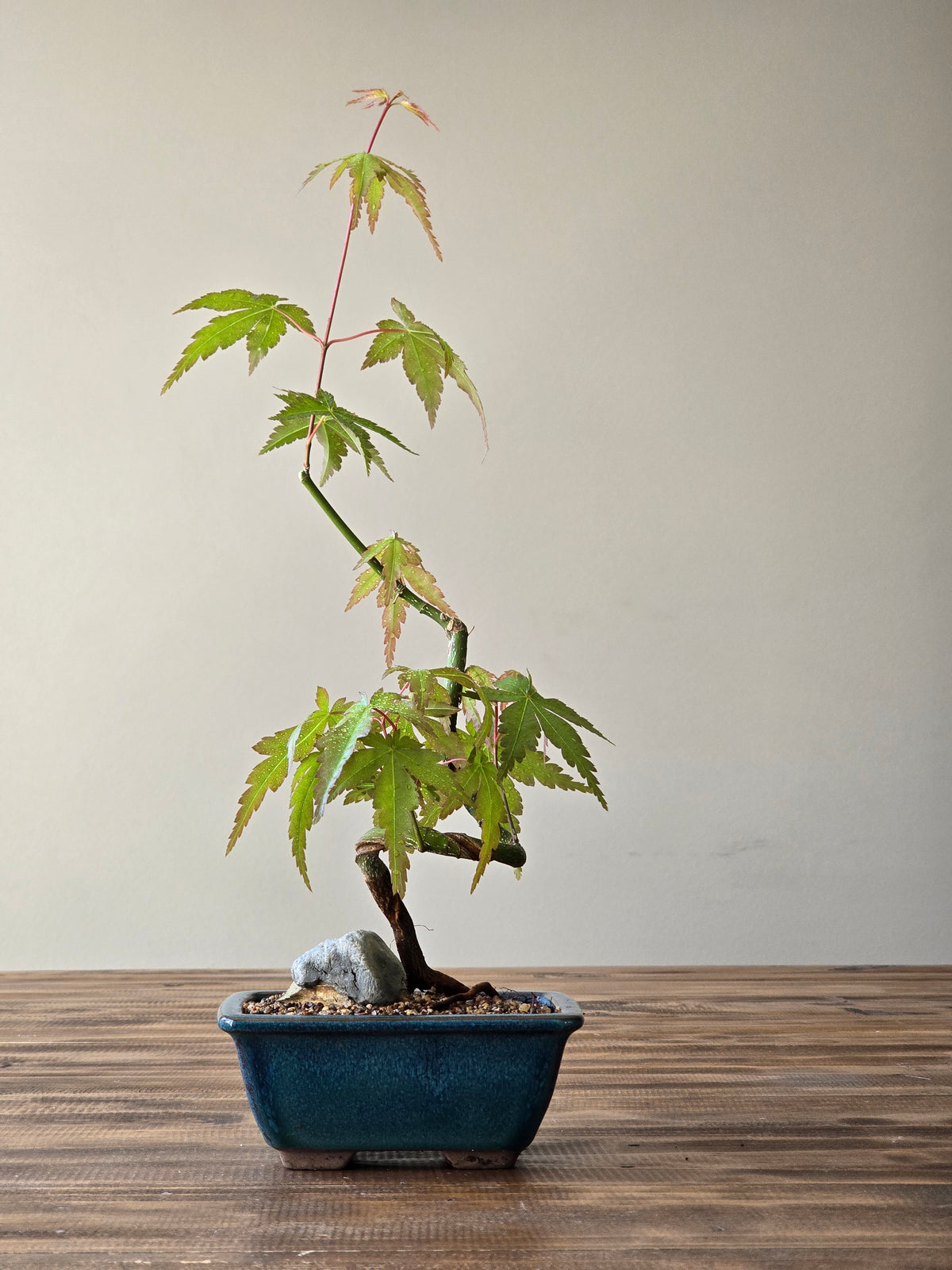 Japanese Maple Bonsai Starter