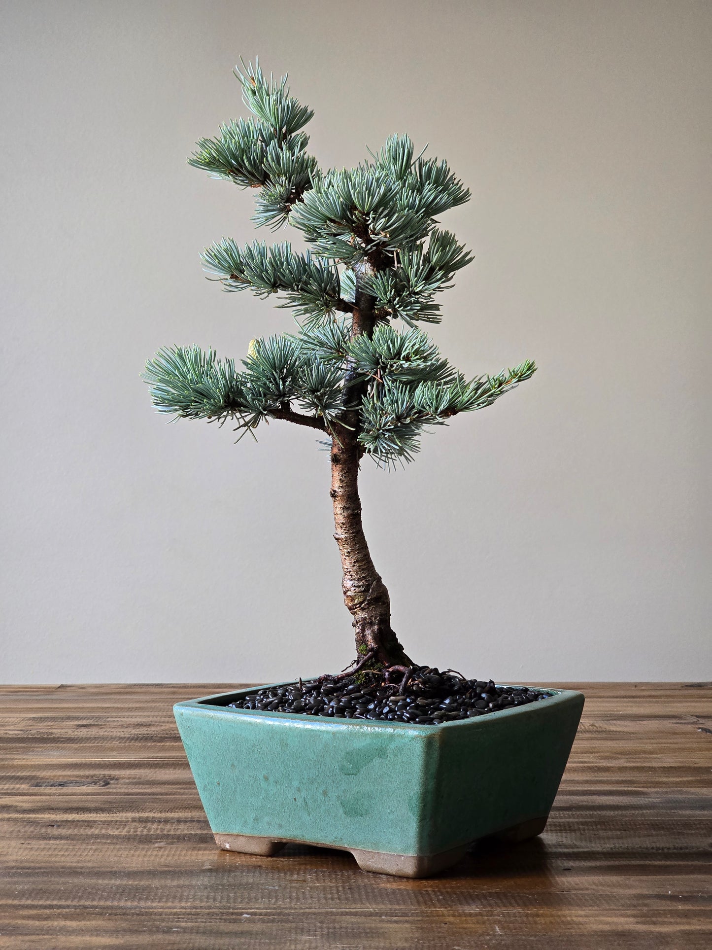 Large Atlantic Blue Cedar Bonsai