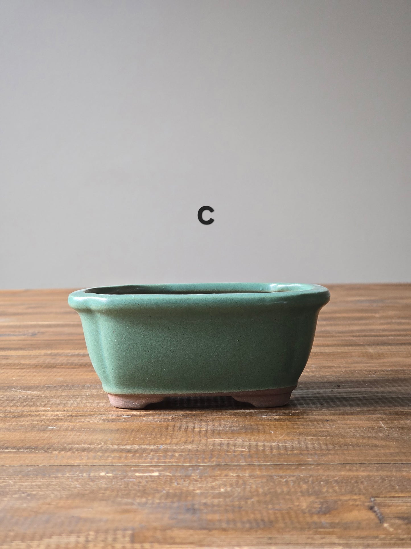 Japanese Maple Bonsai Starter