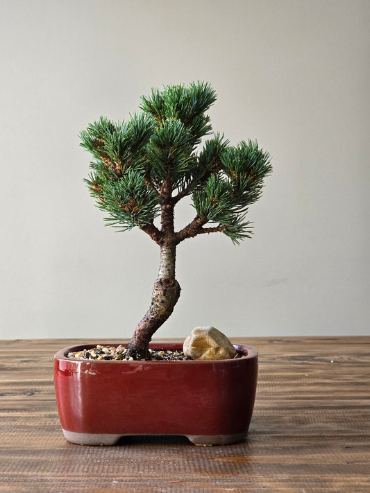 Japanese White Pine - Hagoromo