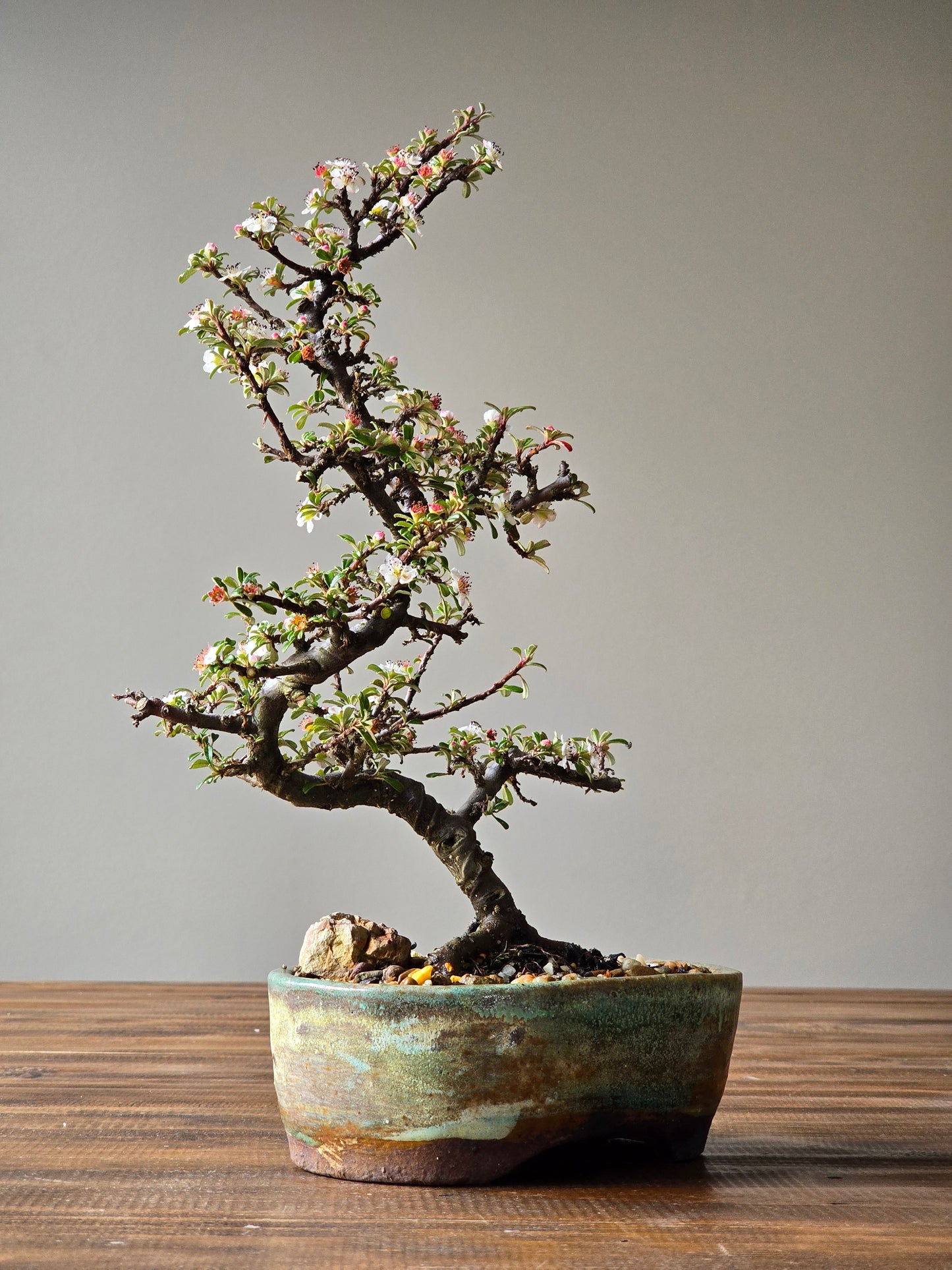 Cotoneaster Bonsai with Handmade pot