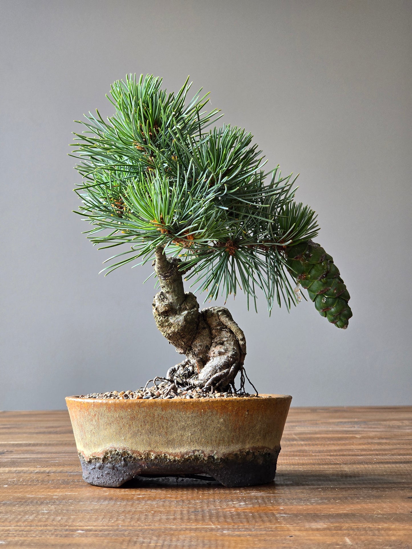 Japanese White Pine - FUKAI in Handmade Pot