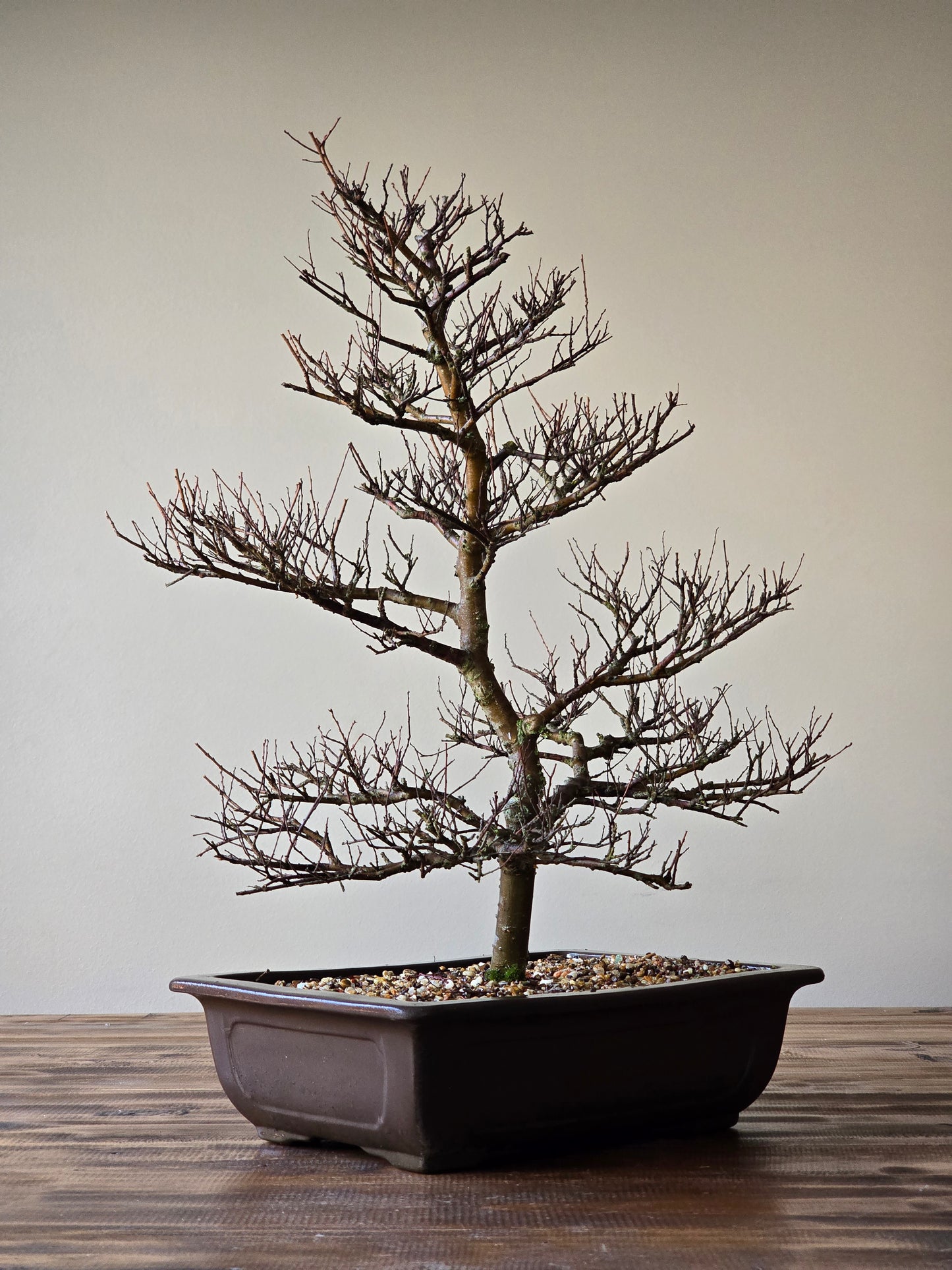 Large Chinese Elm Bonsai