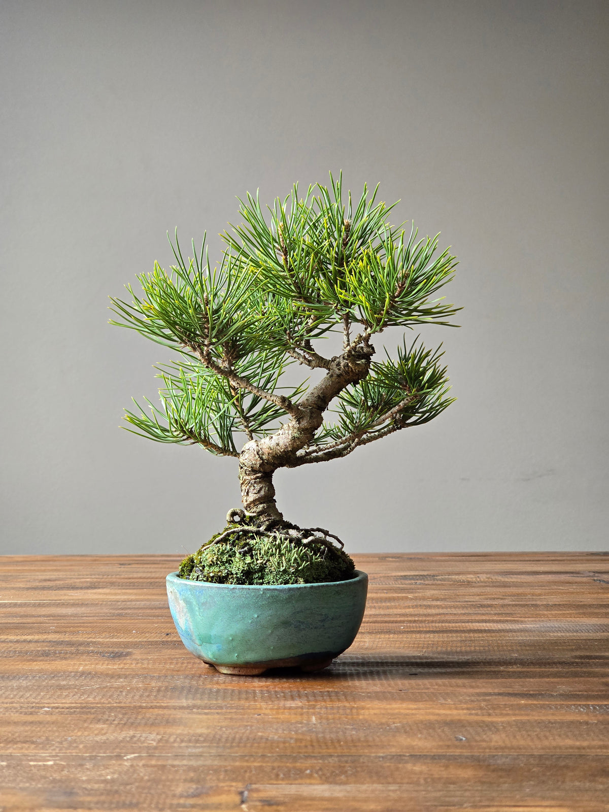 Shohin Japanese Black Pine, handmade pot