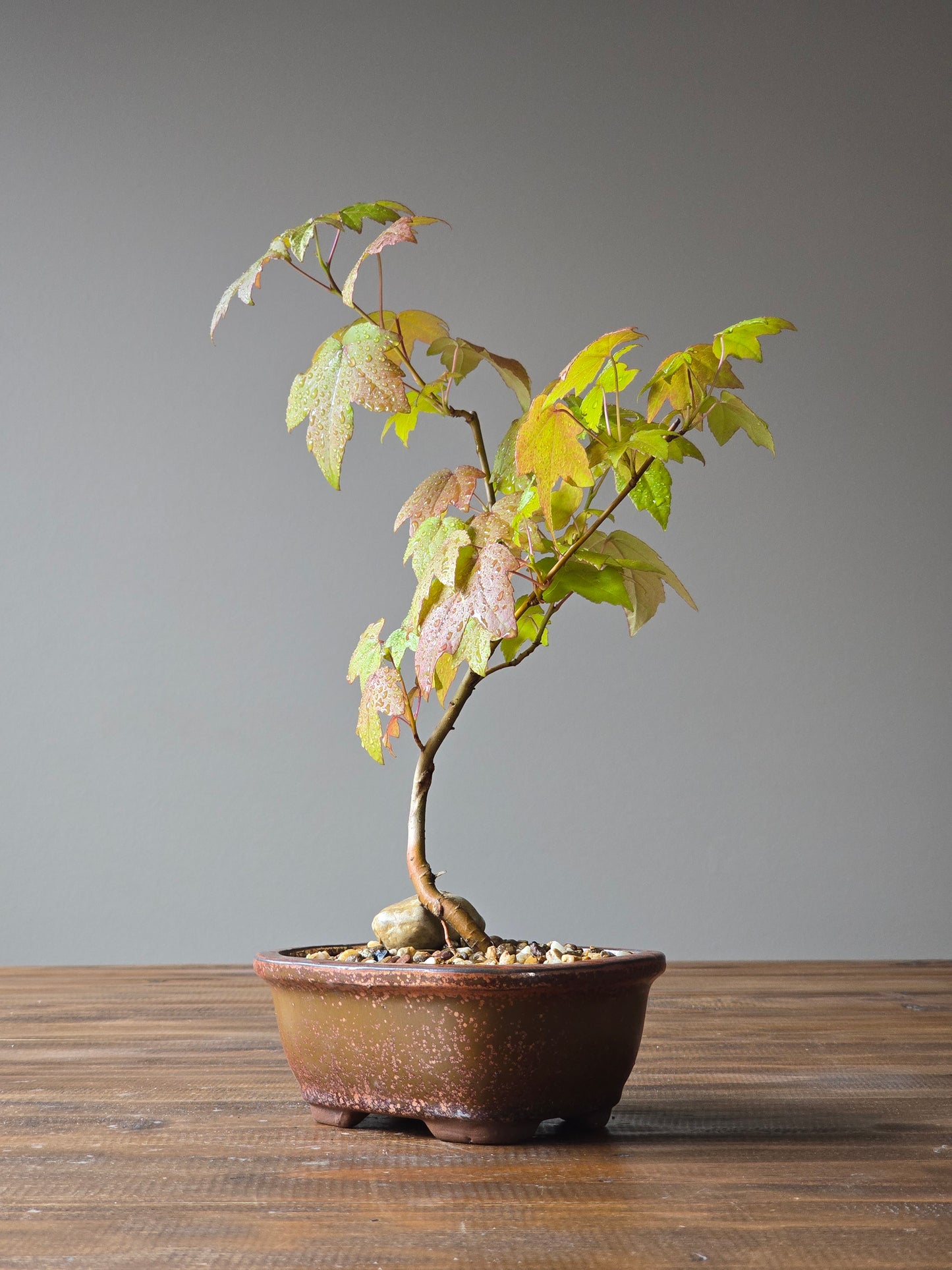 American Sweetgum Bonsai