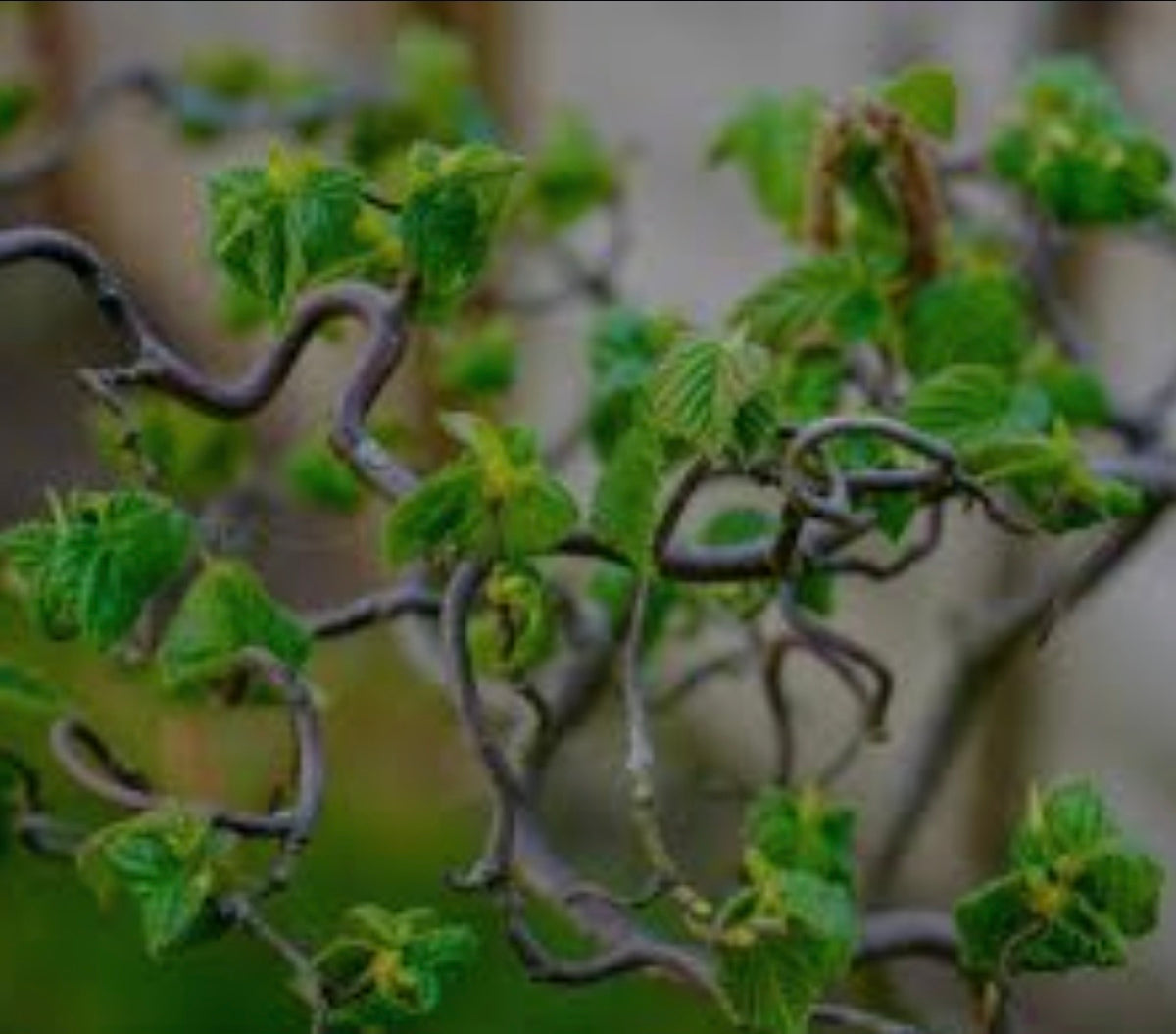 Corkscrew Hazels Bonsai
