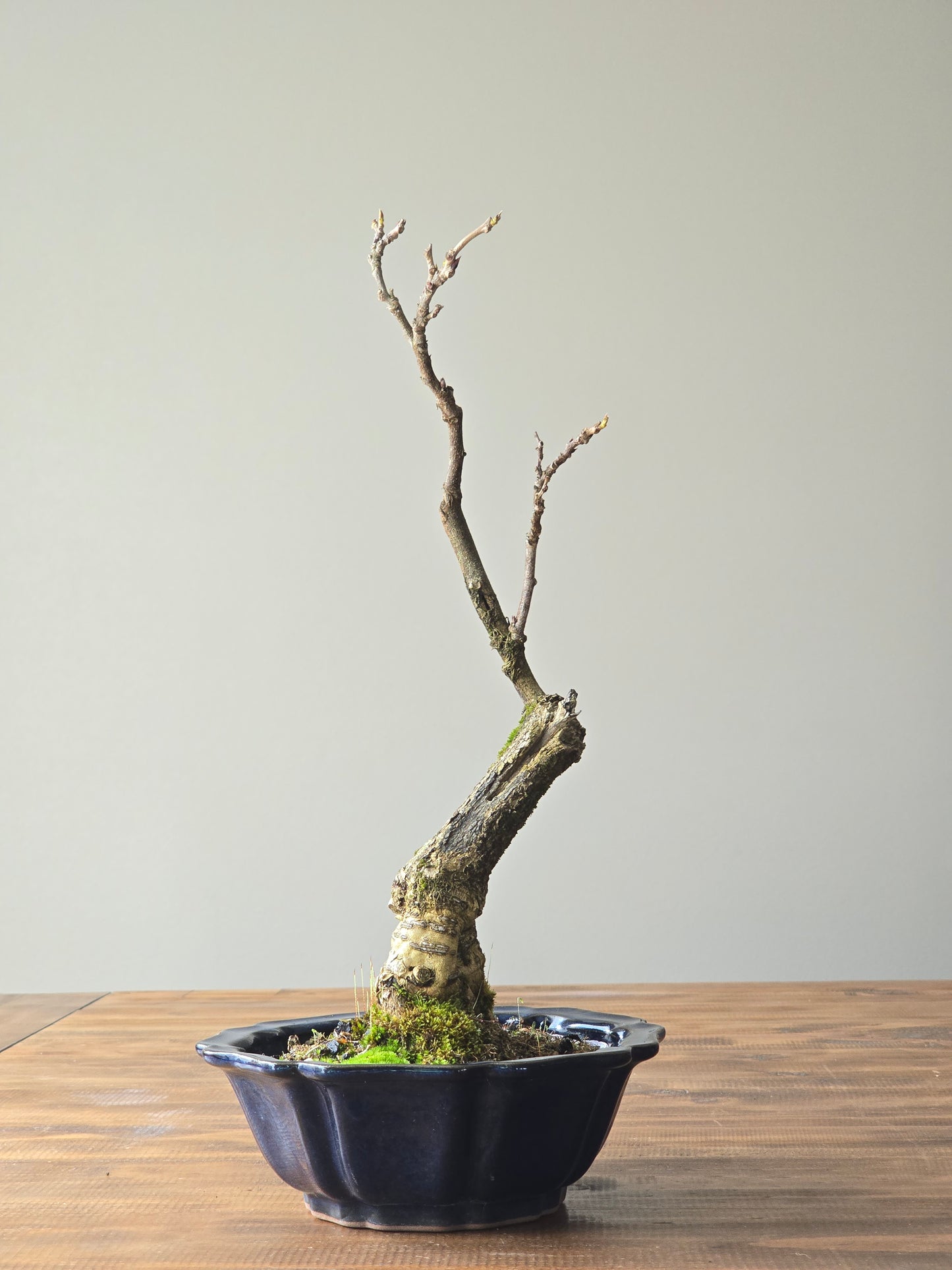 Japanese Wisteria - Violacea Plena ( Lay-by Available)