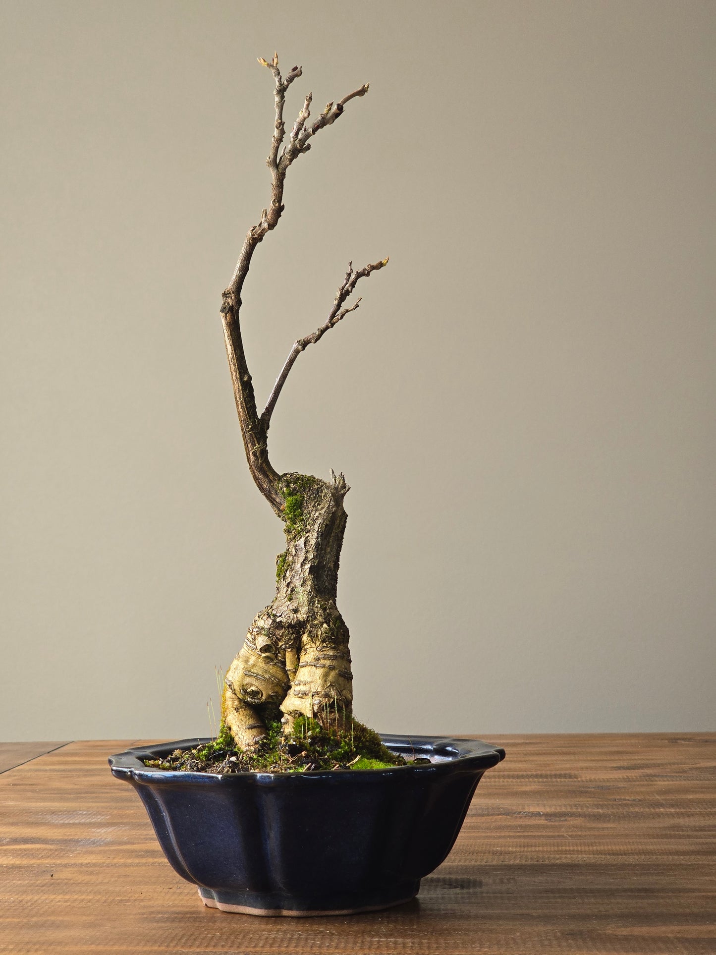 Japanese Wisteria - Violacea Plena ( Lay-by Available)