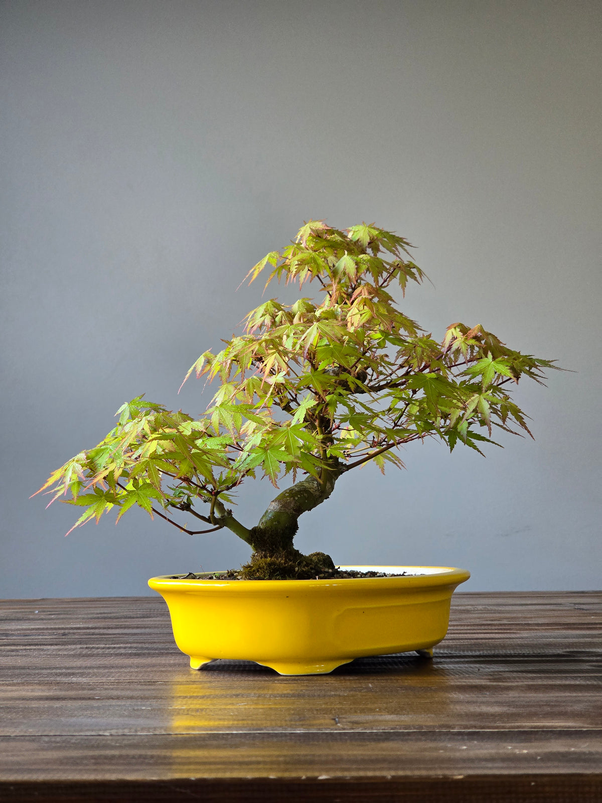 Advanced Japanese Maple Bonsai, Purple Shallow Pot (Lay-by Available)